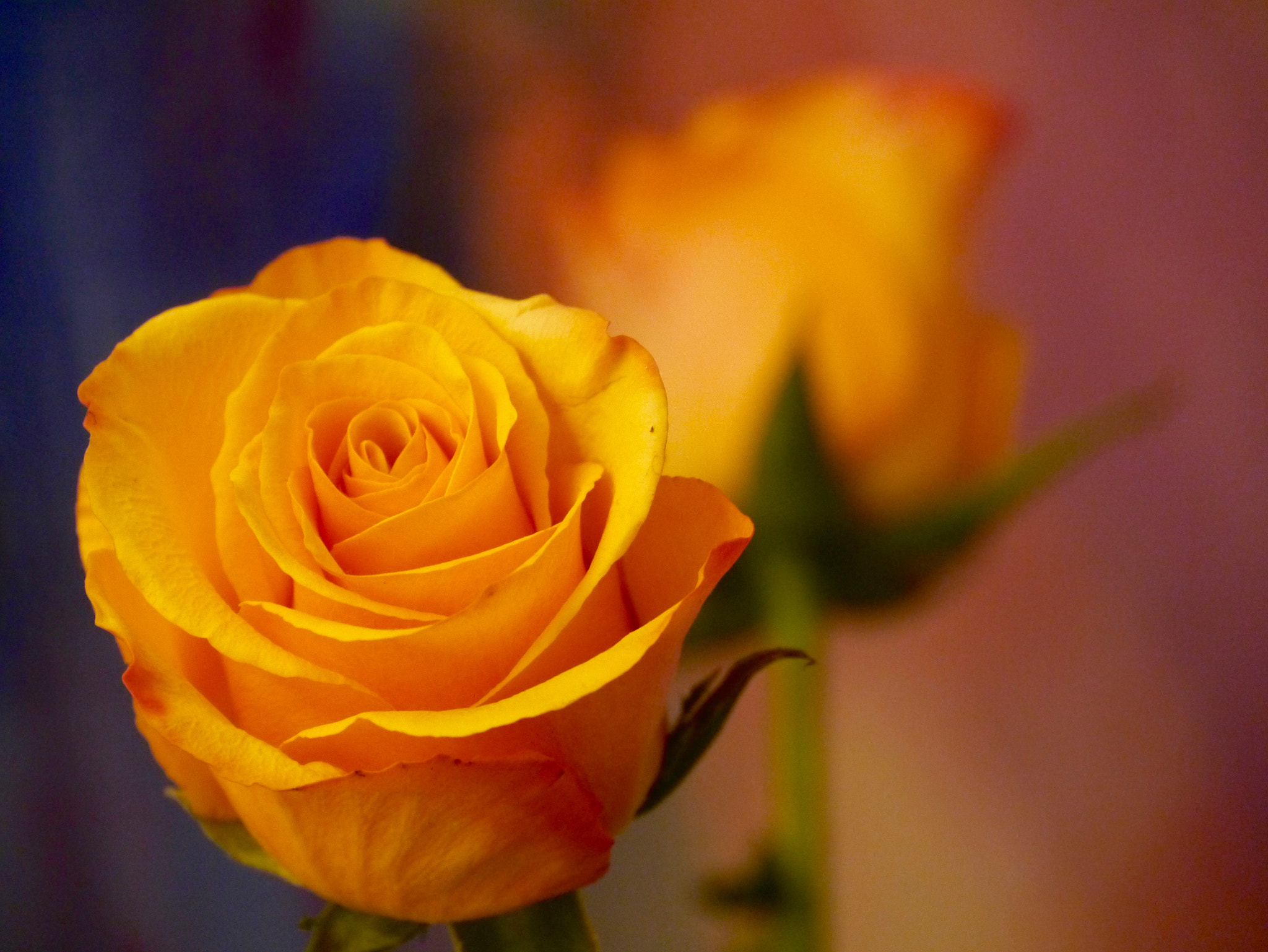 Panasonic Lumix DMC-GX1 sample photo. Rose orange...! photography