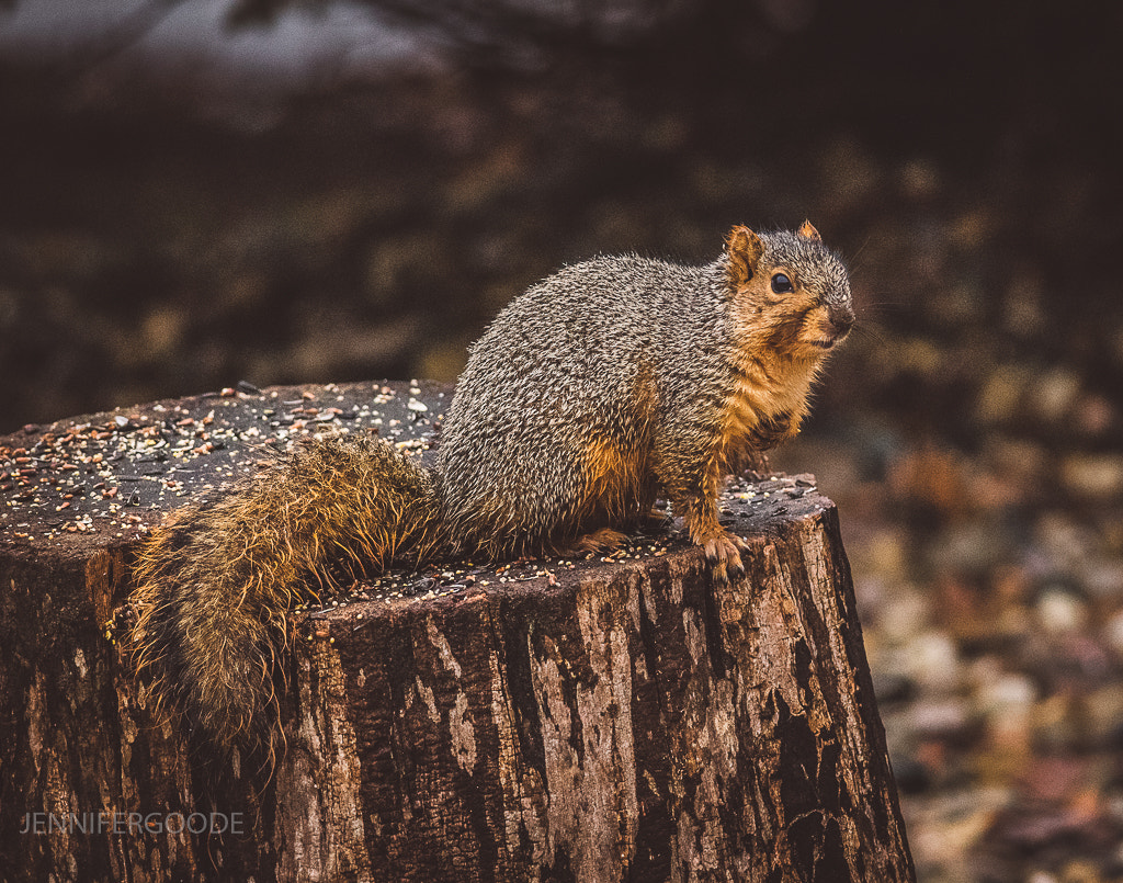 Nikon D5300 + Nikon AF-S Nikkor 300mm F4D ED-IF sample photo. Wet squirrel on a rainy day photography