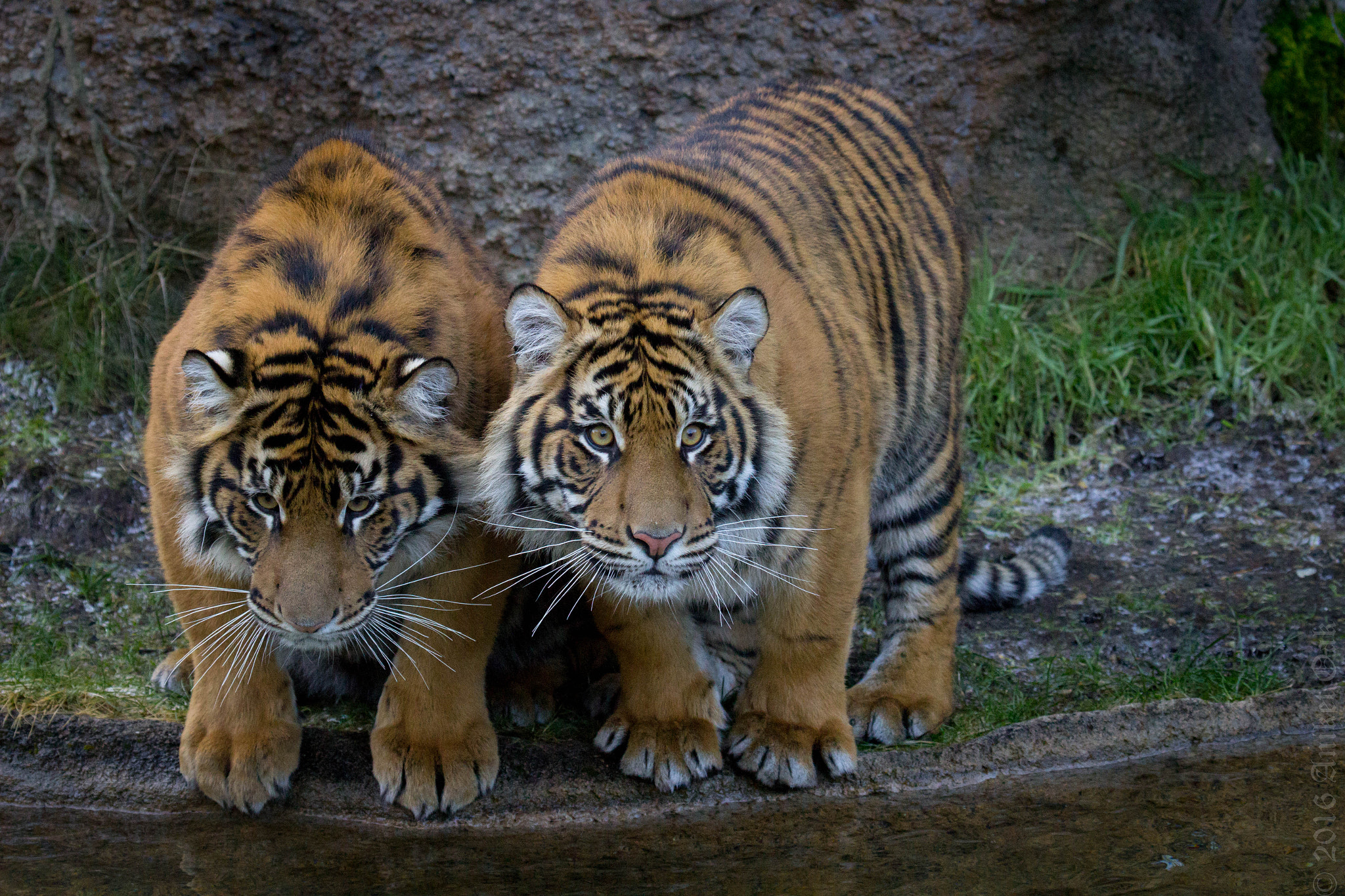 Canon EF 100-400mm F4.5-5.6L IS USM sample photo. Sisters photography
