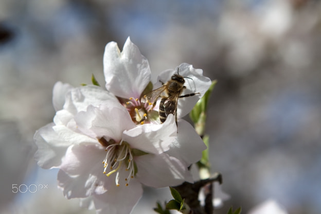 Canon EOS 500D (EOS Rebel T1i / EOS Kiss X3) sample photo. Spring buzz photography