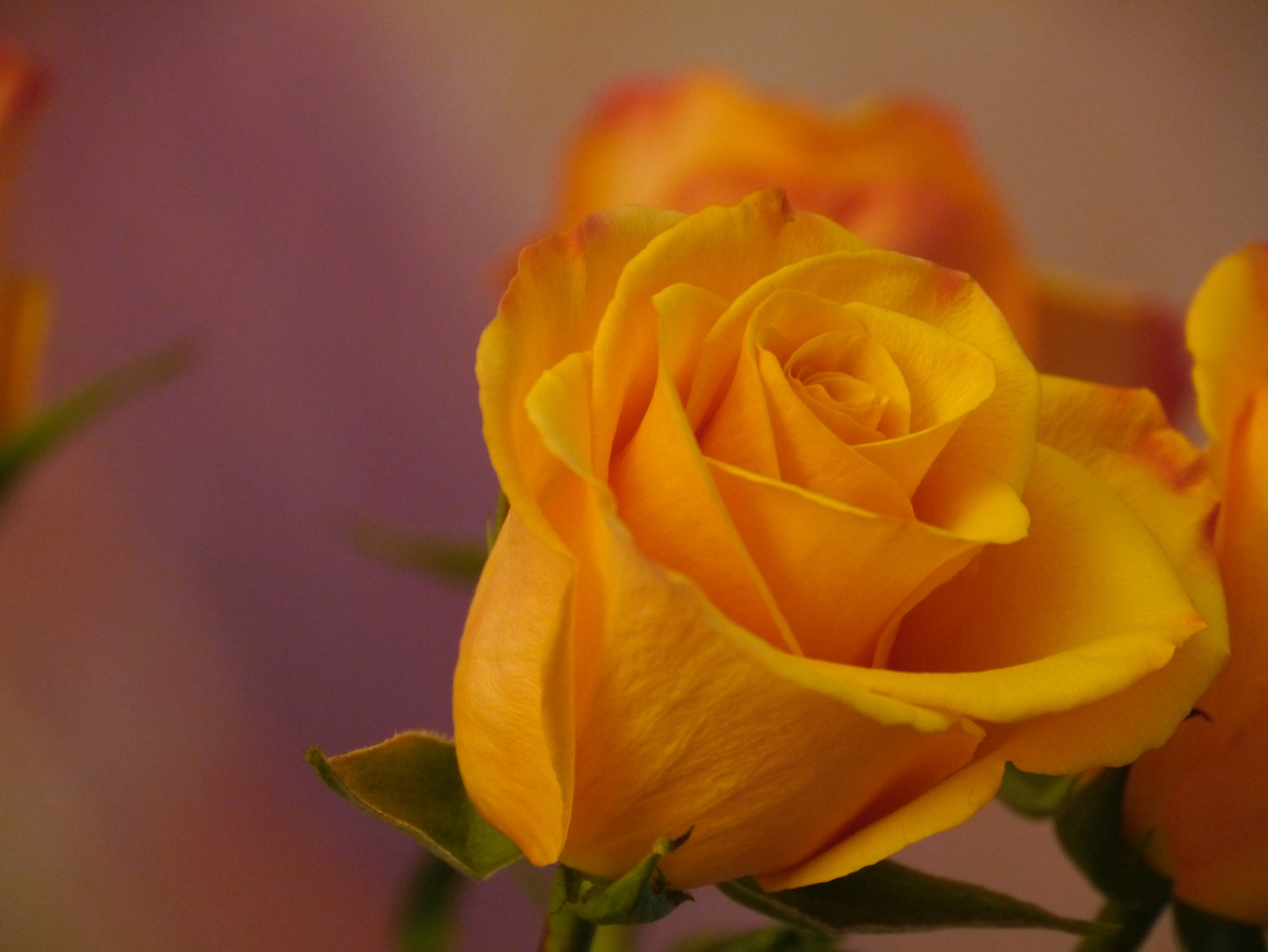Panasonic Lumix DMC-GX1 sample photo. Orange rose photography