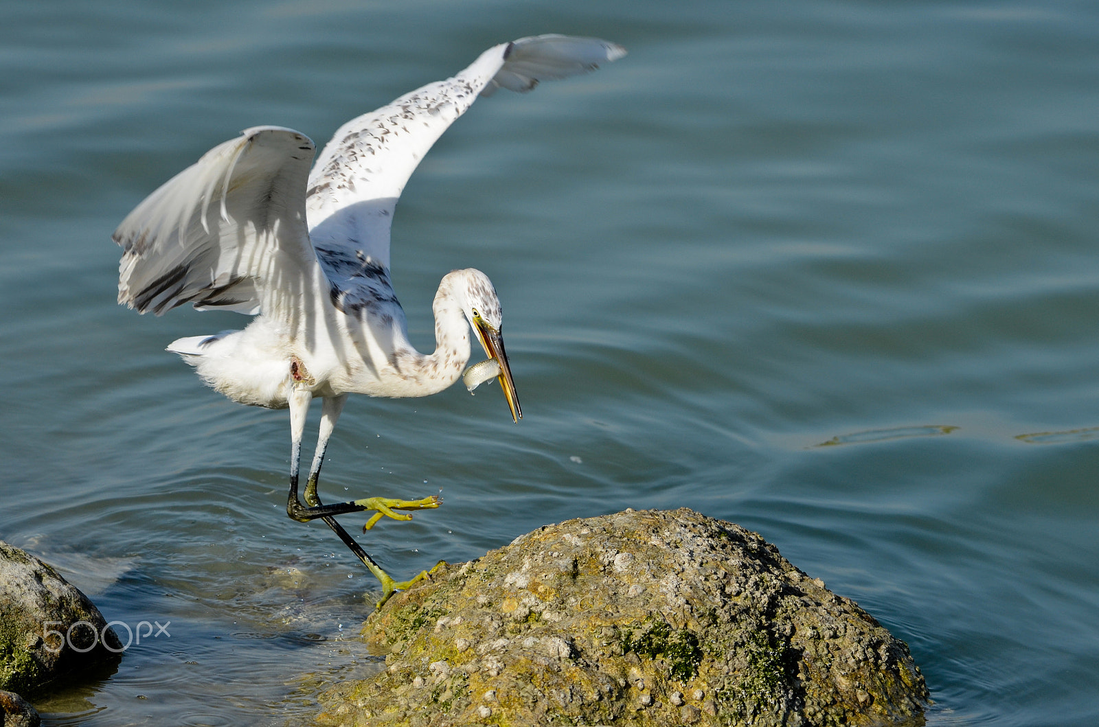 Nikon D7000 + Sigma 24mm F1.8 EX DG Aspherical Macro sample photo. Great erget photography