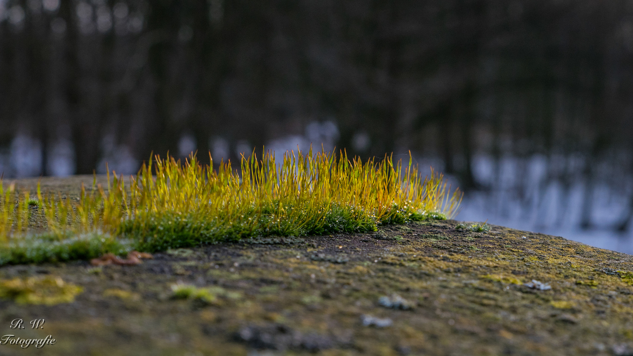Panasonic Lumix DMC-GM1 sample photo. Moos photography