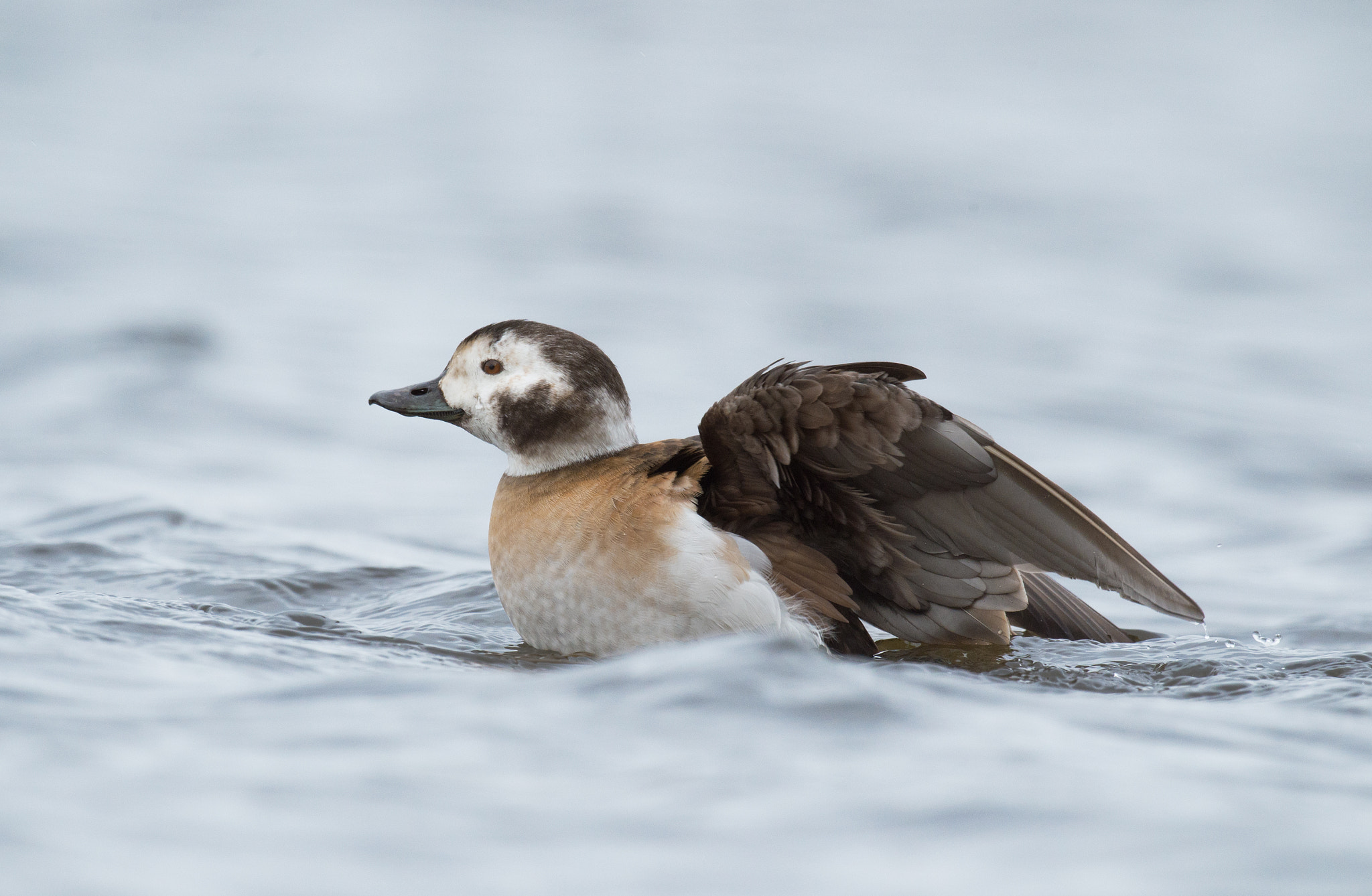 Nikon D4 + Sigma 24-60mm F2.8 EX DG sample photo. Harelde kakawi, clangula hyemalis, long-tailed duck photography