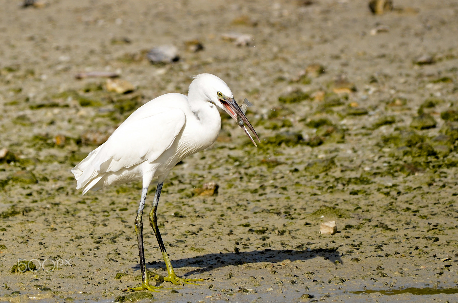 Nikon D7000 sample photo. Snowy egret photography