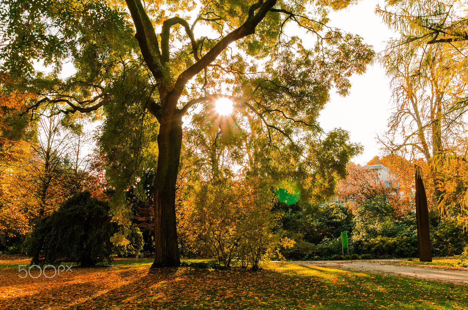 Sigma 18-200mm F3.5-6.3 DC OS HSM sample photo. Herbst im park photography