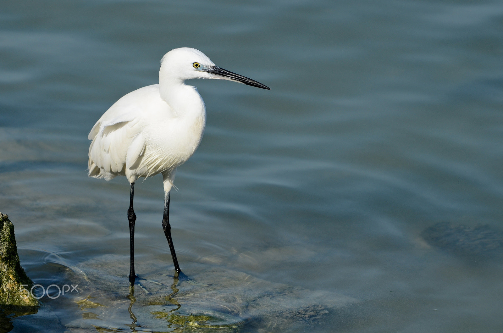 Nikon D7000 sample photo. Snowy egret photography