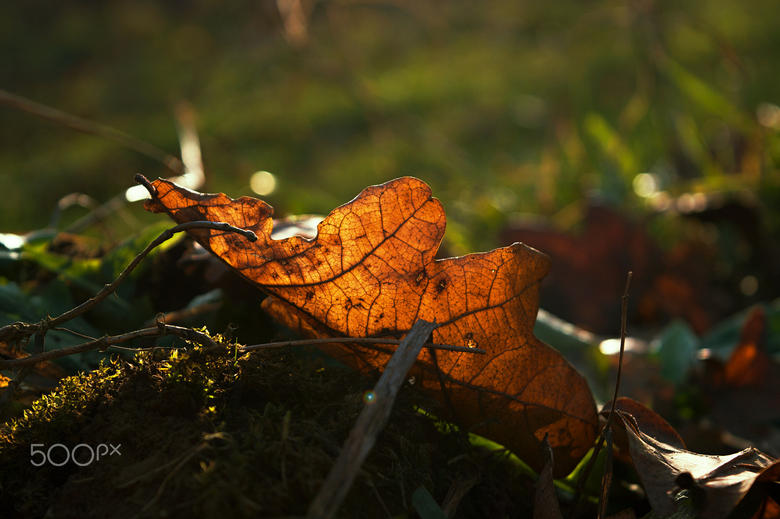 Nikon D3300 + 18.00 - 55.00 mm f/3.5 - 5.6 sample photo. Leaf photography