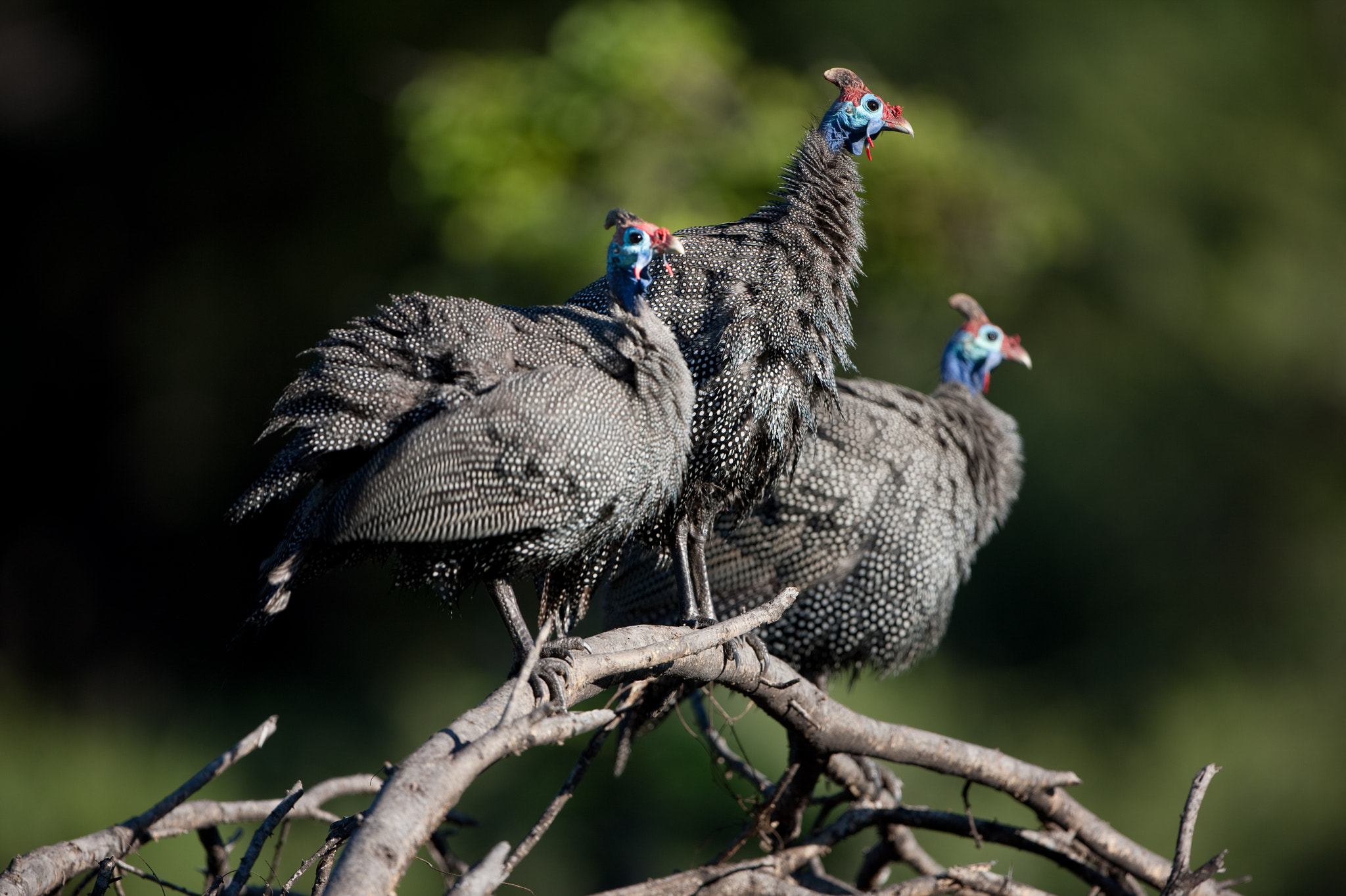 Canon EF 500mm F4L IS USM sample photo. King of the hill photography