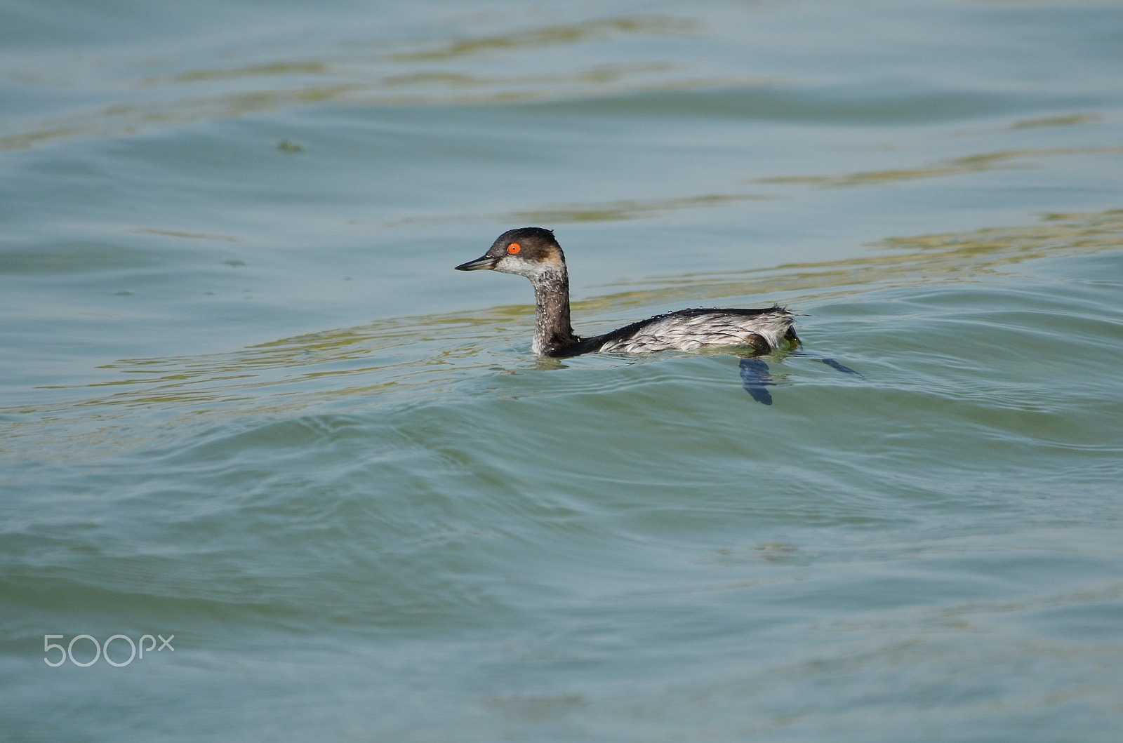AF Zoom-Nikkor 35-80mm f/4-5.6D N sample photo. Sea bird photography