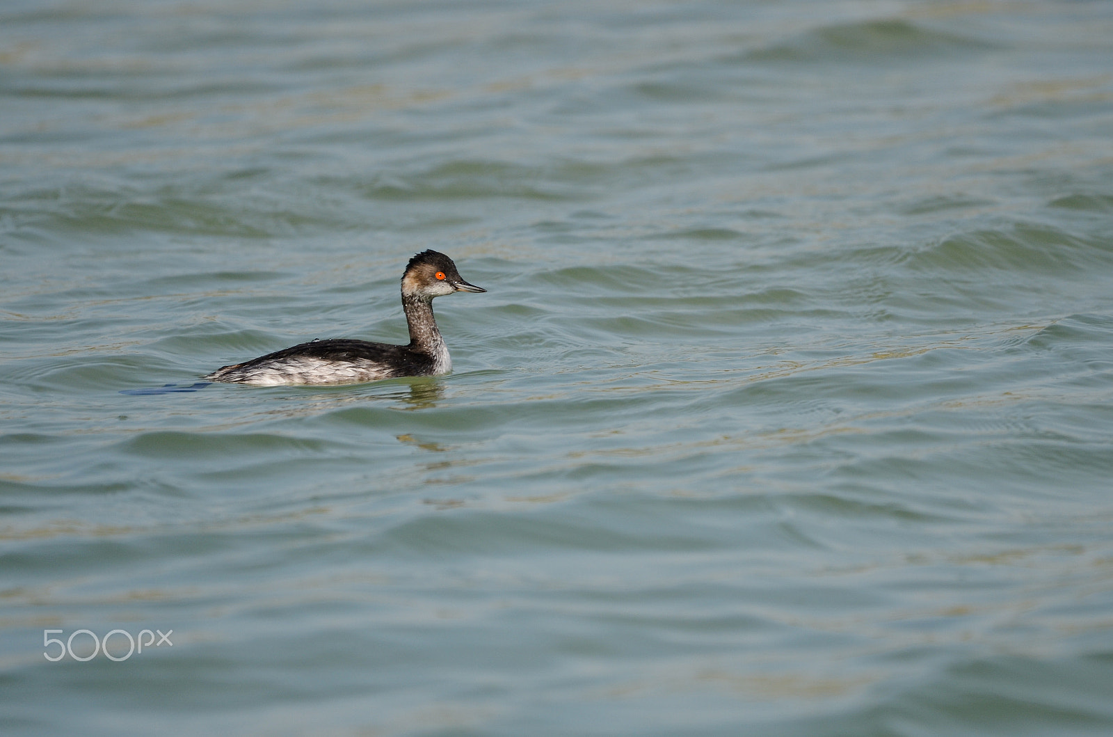 Nikon D7000 + Nikon AF Nikkor 24mm F2.8D sample photo. Sea bird photography
