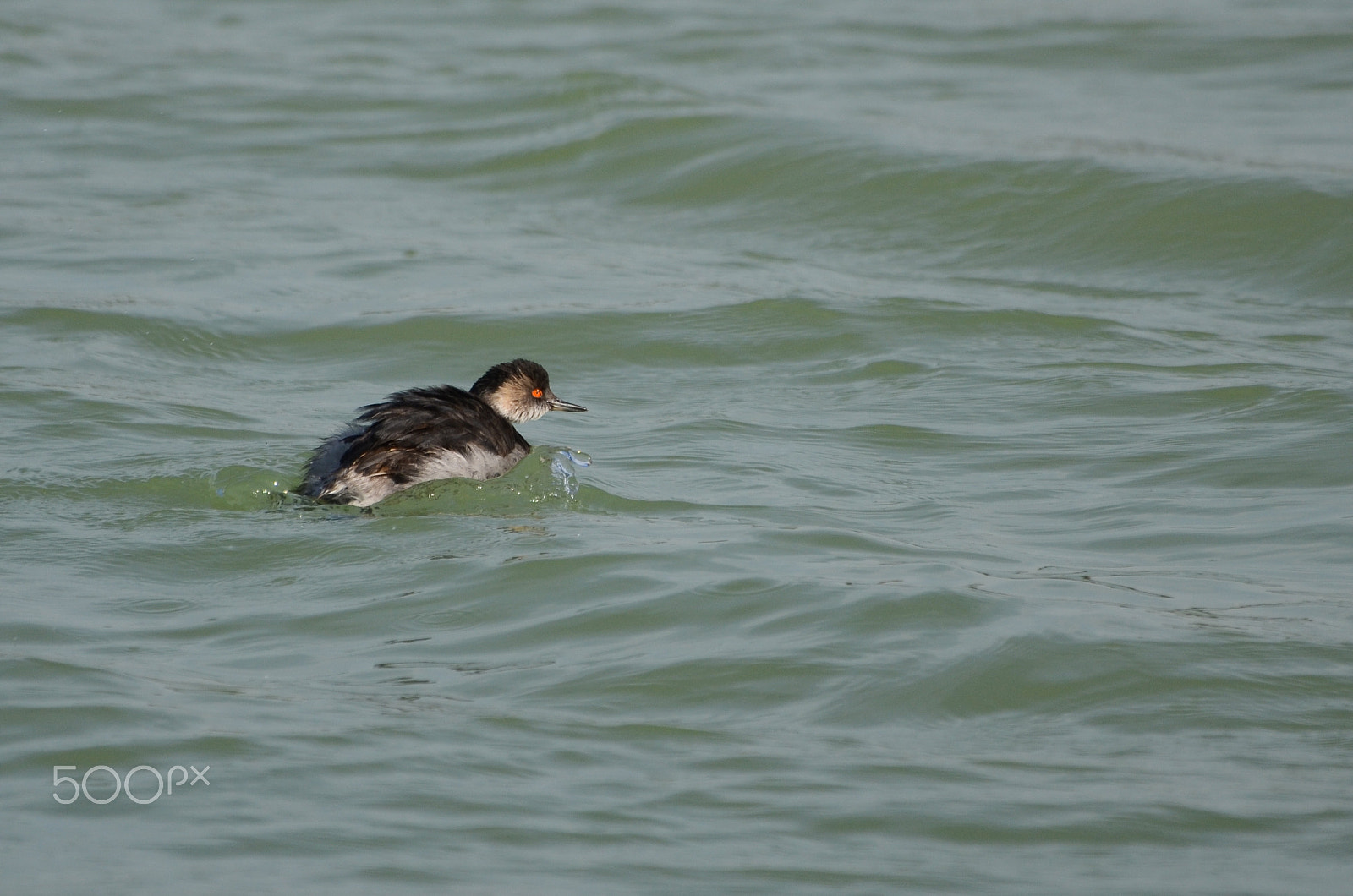 Nikon D7000 + AF Micro-Nikkor 105mm f/2.8 sample photo. Sea bird photography
