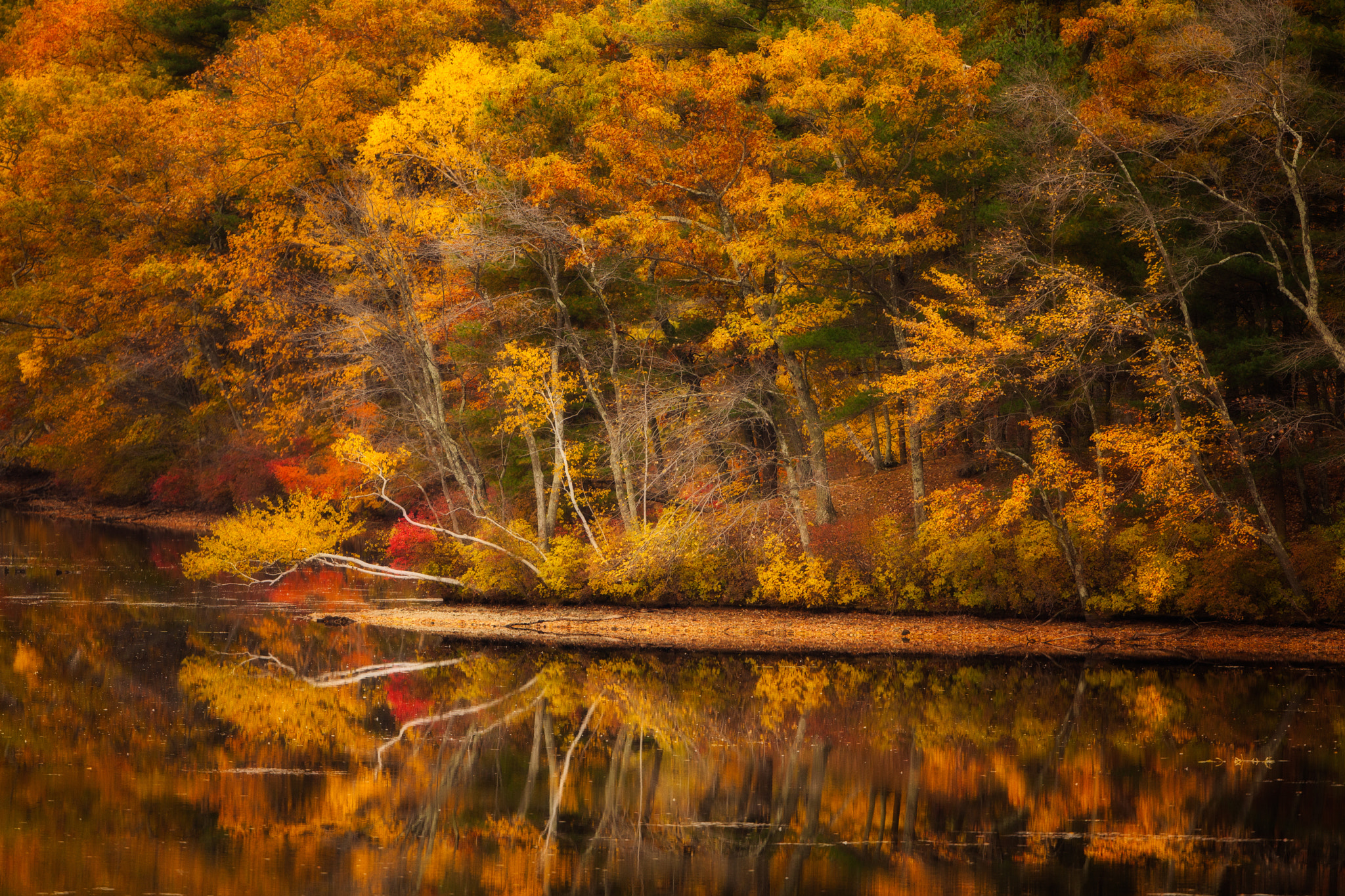 Canon EF 500mm F4L IS USM sample photo. Fall gold photography