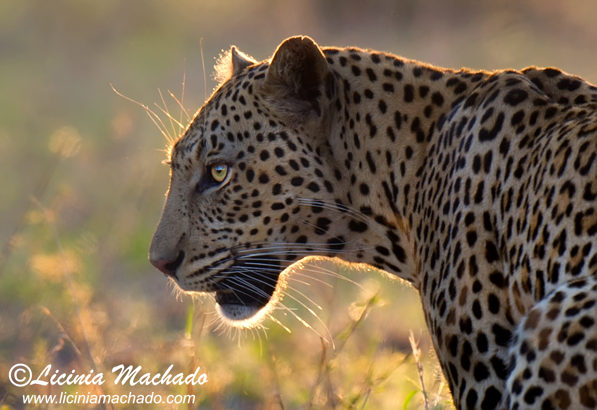 Nikon D3S + Nikon AF-S Nikkor 500mm F4G ED VR sample photo. Golden hour photography