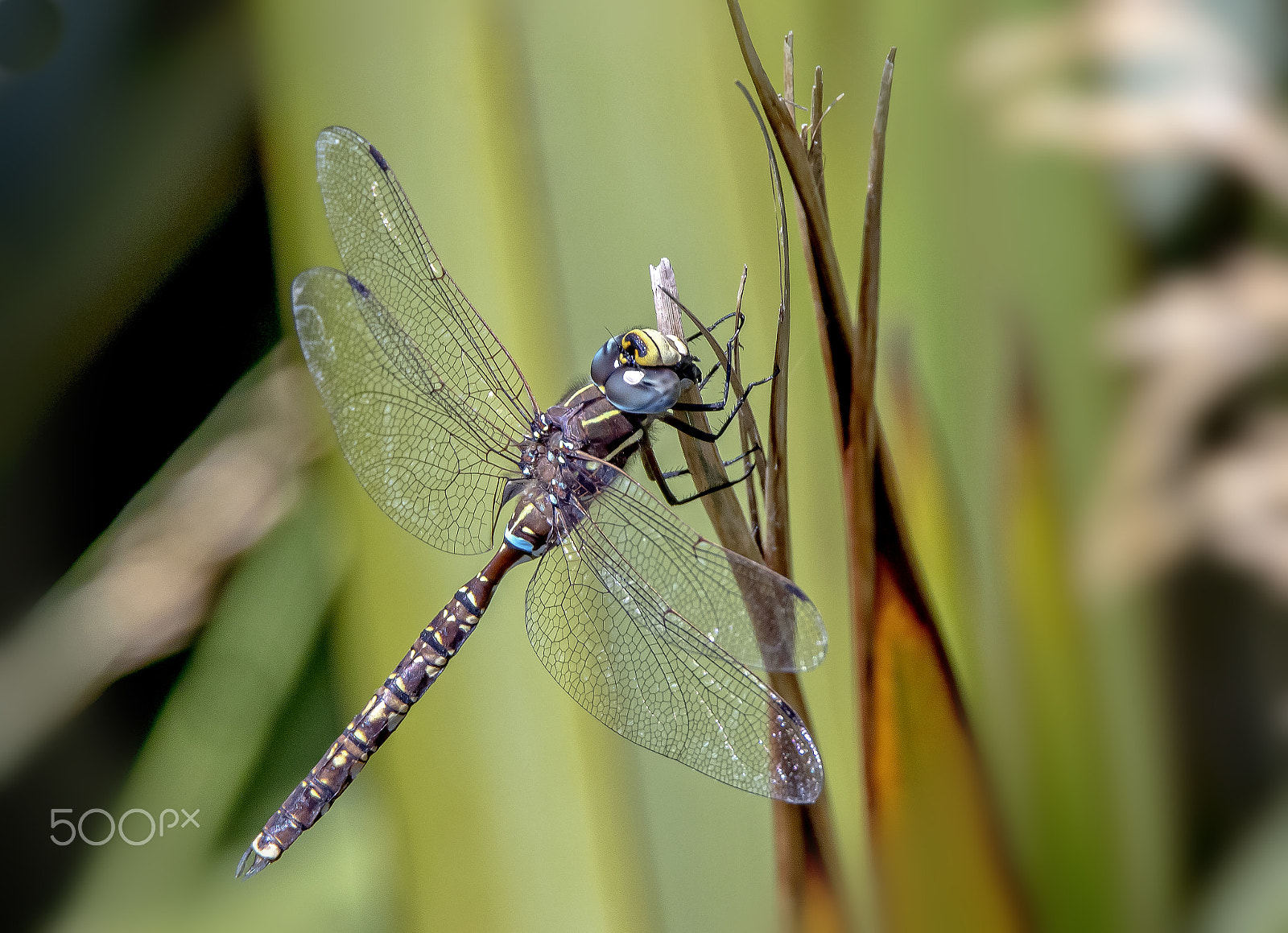 Canon EOS 7D Mark II + Tamron SP 150-600mm F5-6.3 Di VC USD sample photo. Dragonfly photography