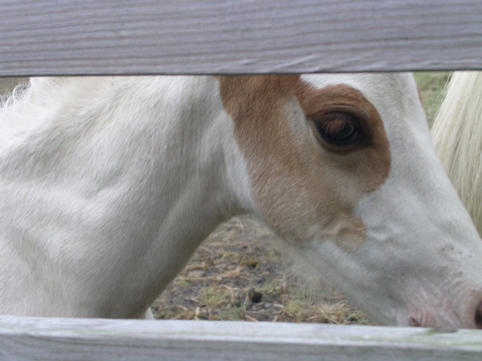 KONICA MINOLTA DiMAGE F300 sample photo. Peek-a-boo! photography