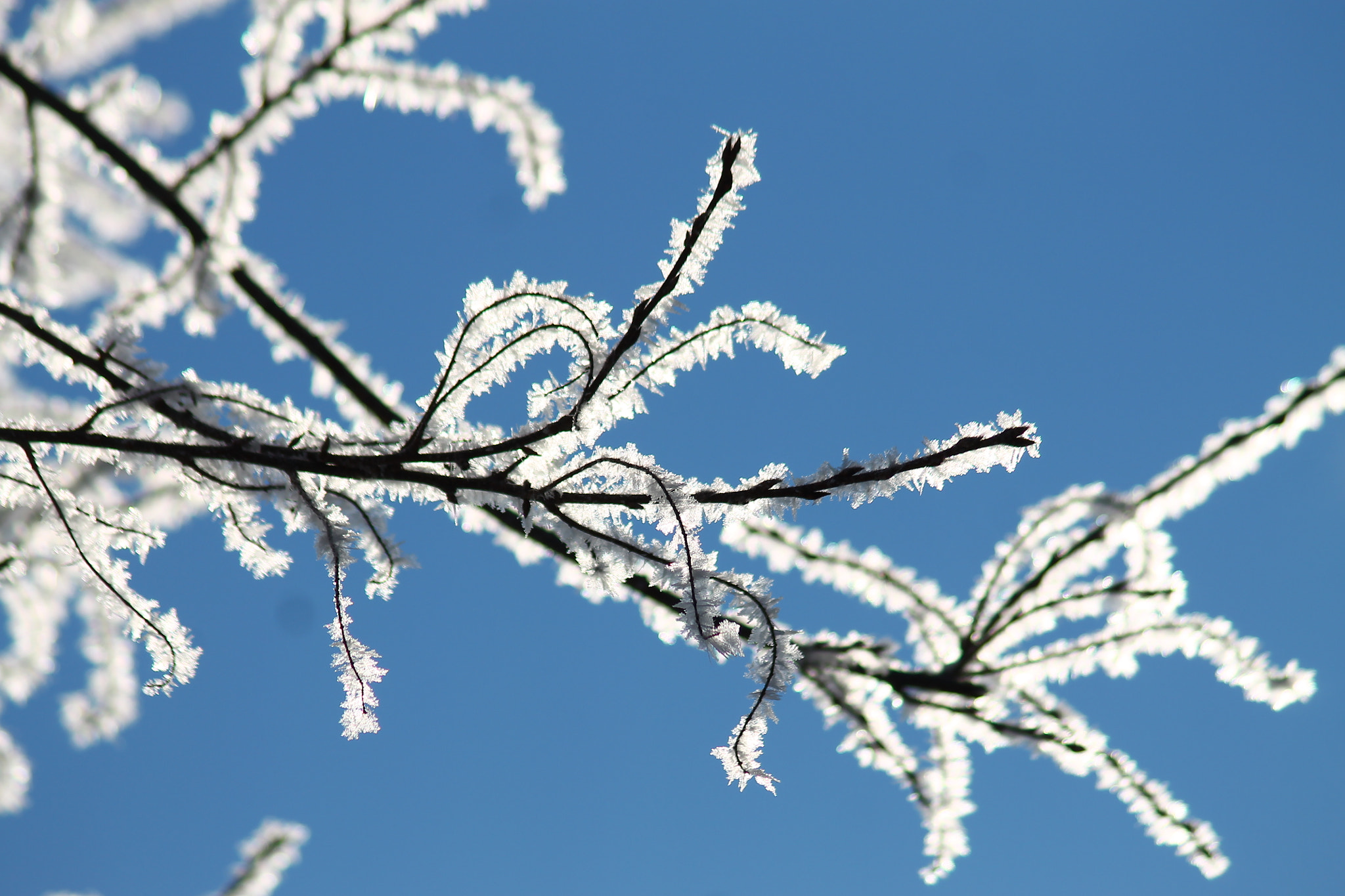 Canon EF 75-300mm F4.0-5.6 IS USM sample photo. Frosty photography