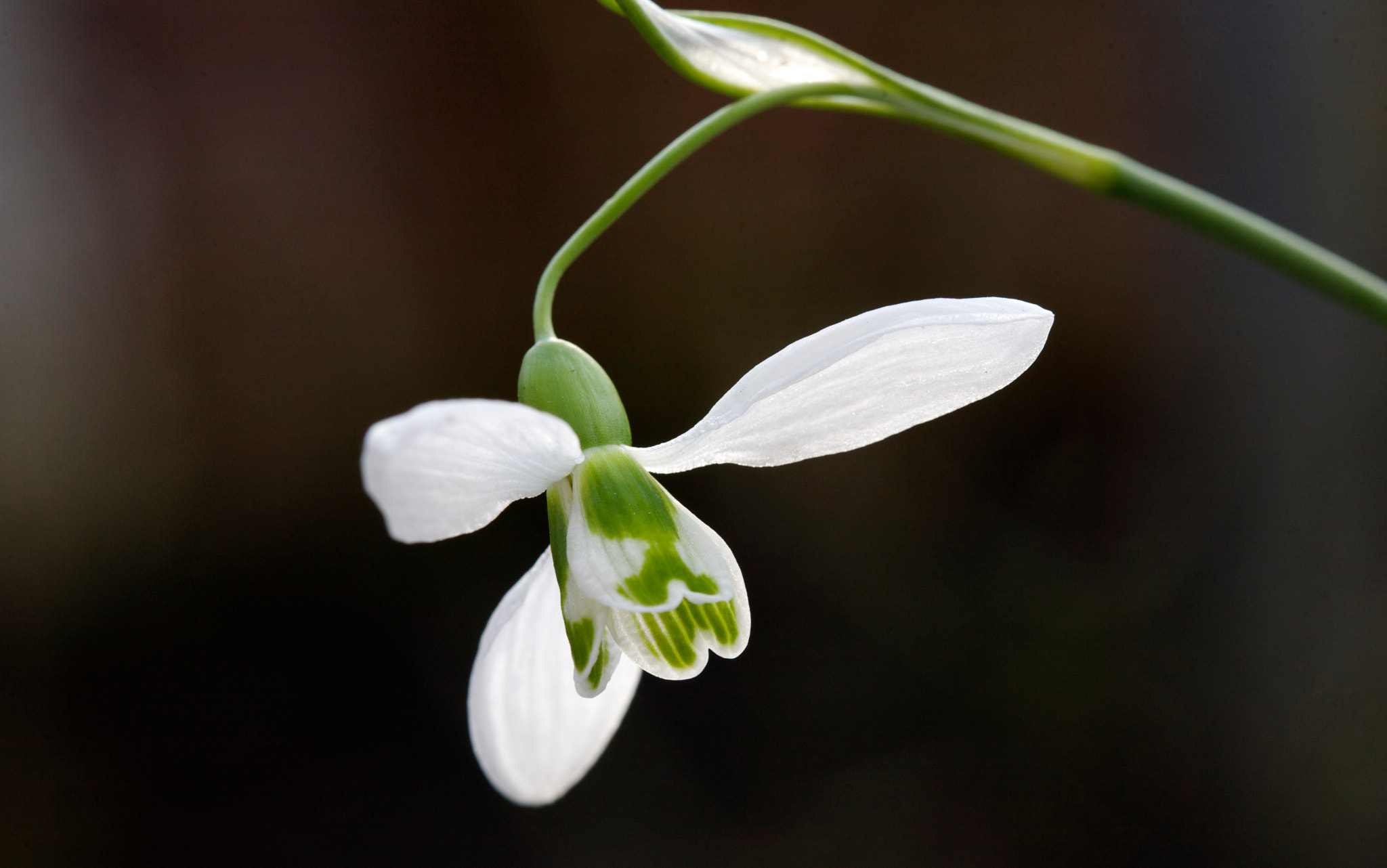 Canon EOS 5D + Canon EF 100mm F2.8 Macro USM sample photo. Snowdrop photography