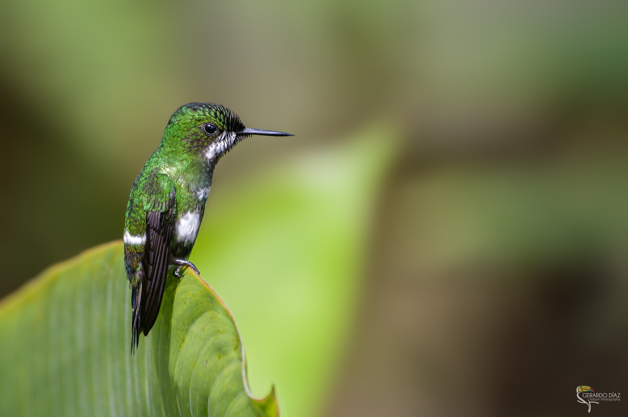 Pentax K-3 II + Sigma sample photo. Green thorntail (discosura conversii) photography