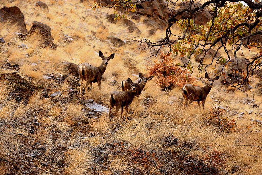 Deer by Wesley B. Photography - on 500px.com