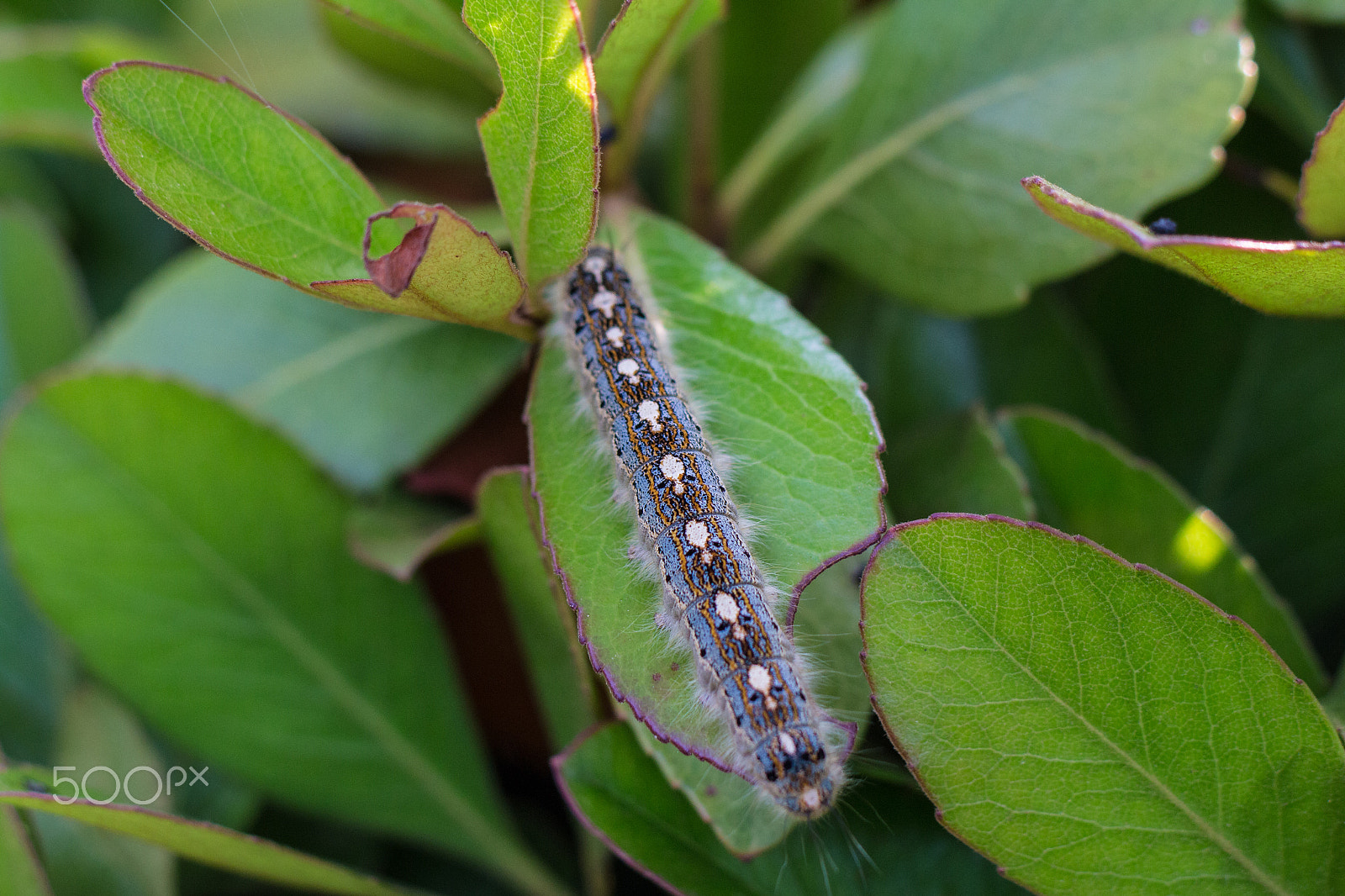 Canon EOS M sample photo. Caterpillar photography
