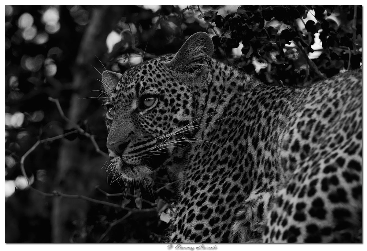 Canon EOS-1D Mark III + Canon EF 500mm F4L IS USM sample photo. Leopard photography