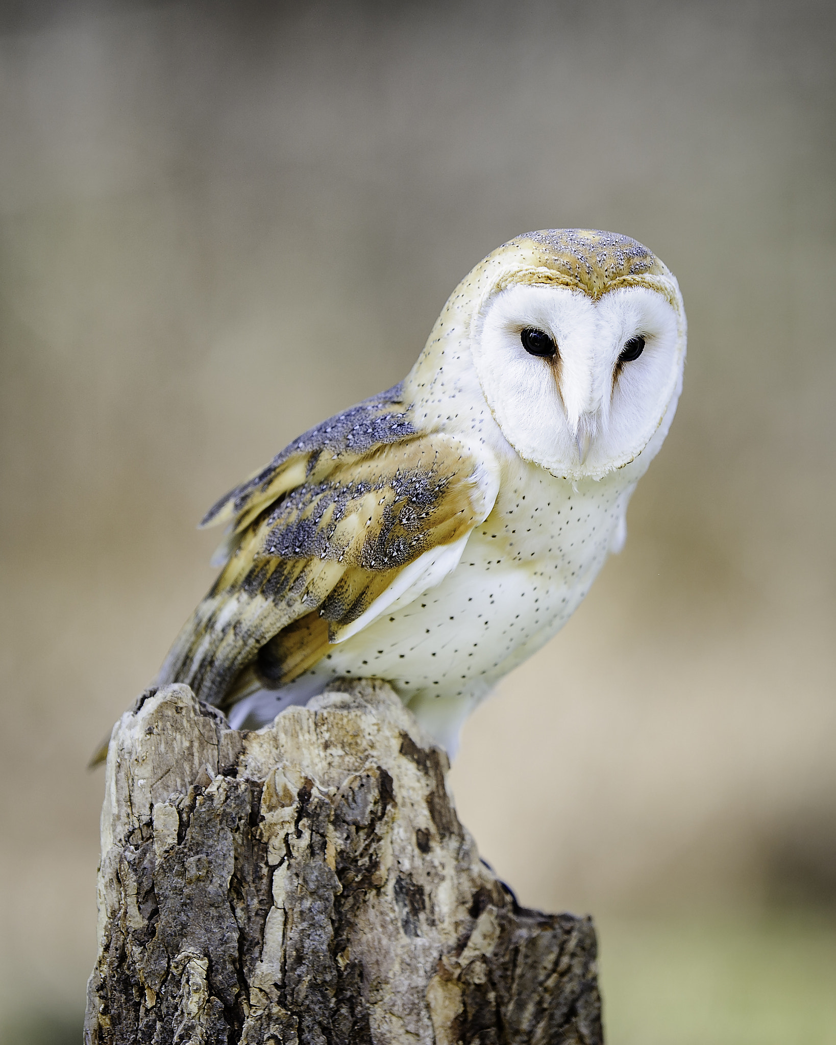 Nikon AF-S Nikkor 200mm F2G ED VR II sample photo. Barn owl photography