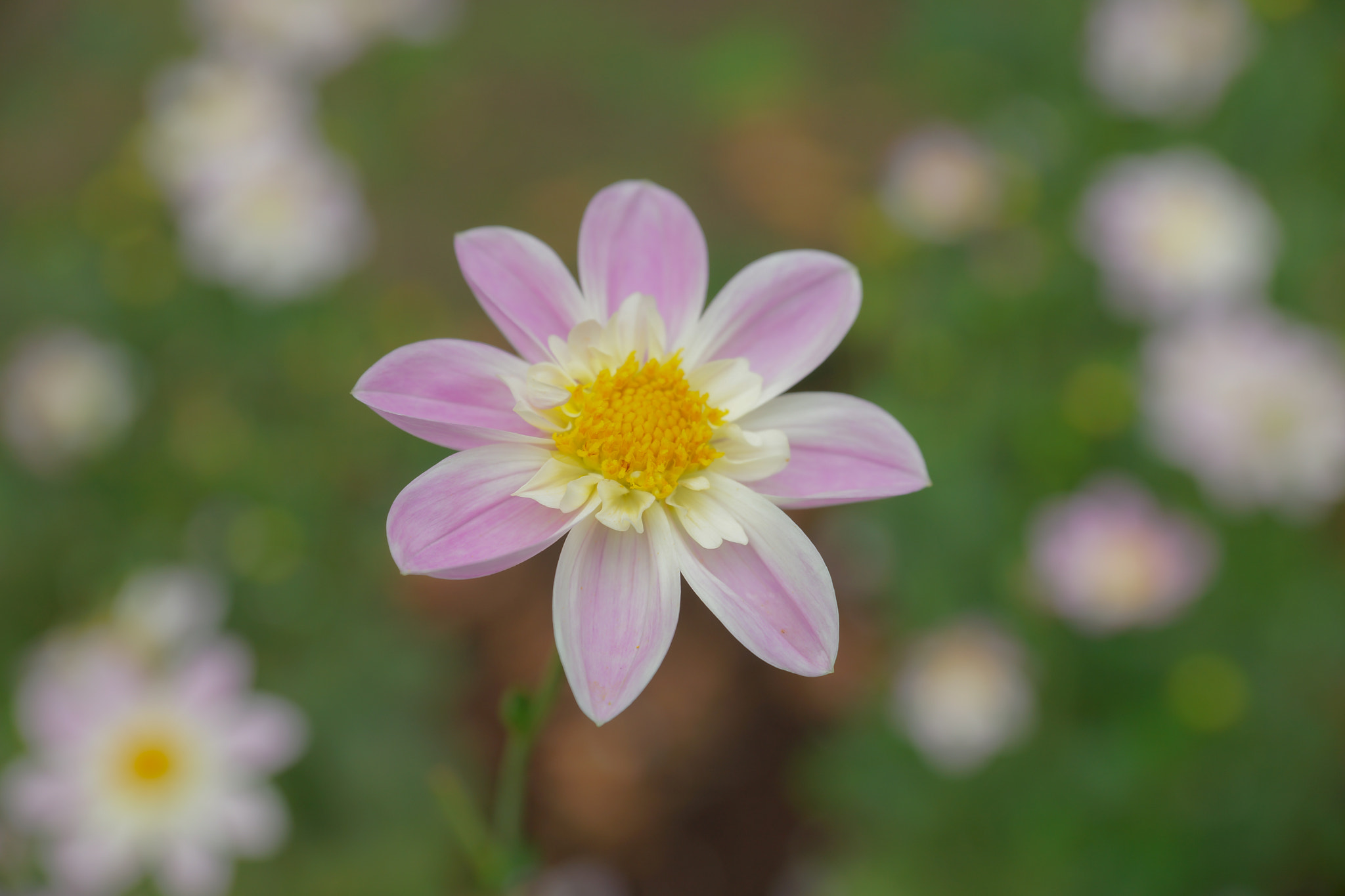 Sony a99 II + 24-70mm F2.8-2.8 SSM sample photo. Beautiful flower photography