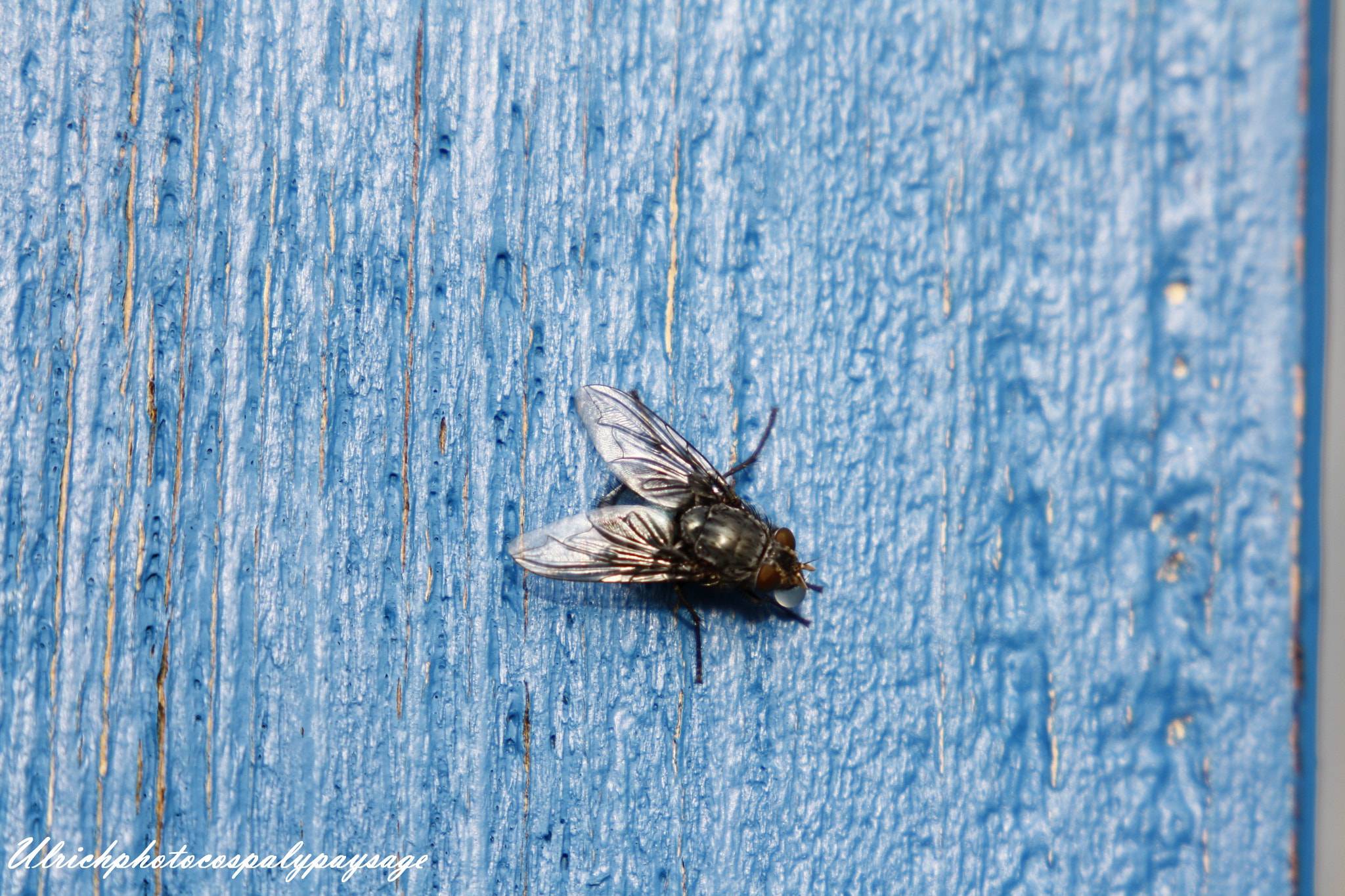 Canon EF 24-105mm F3.5-5.6 IS STM sample photo. Mouche photography