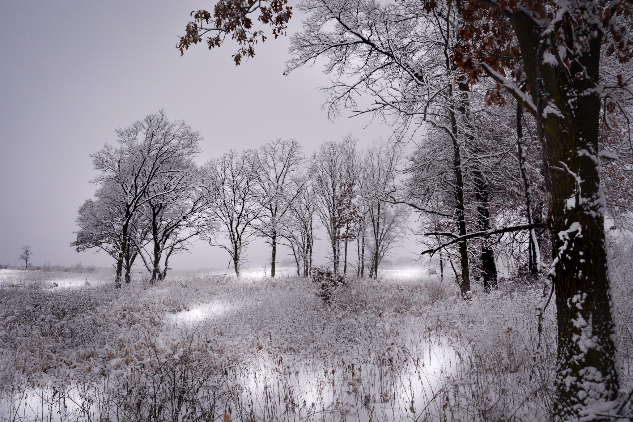 AF Zoom-Nikkor 24-120mm f/3.5-5.6D IF sample photo. Snowy fields photography