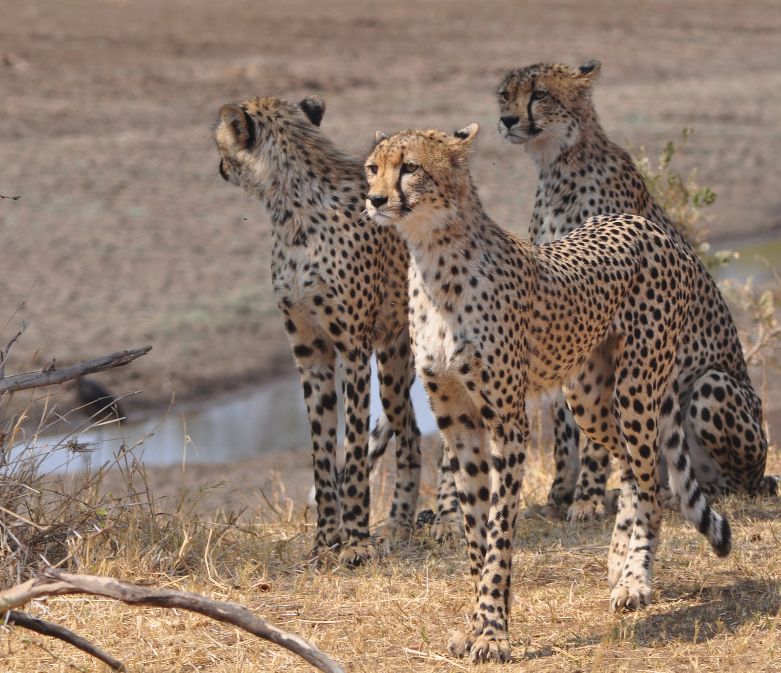 AF Zoom-Nikkor 70-300mm f/4-5.6D ED sample photo. Cheetah on alert photography