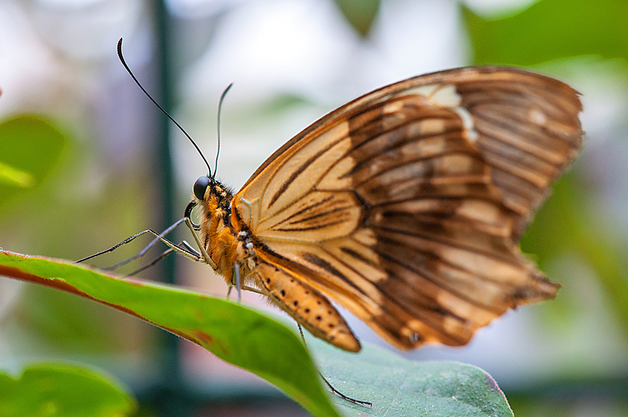 Nikon AF-S DX Micro-Nikkor 85mm F3.5G ED VR sample photo. Butterfly 2 photography