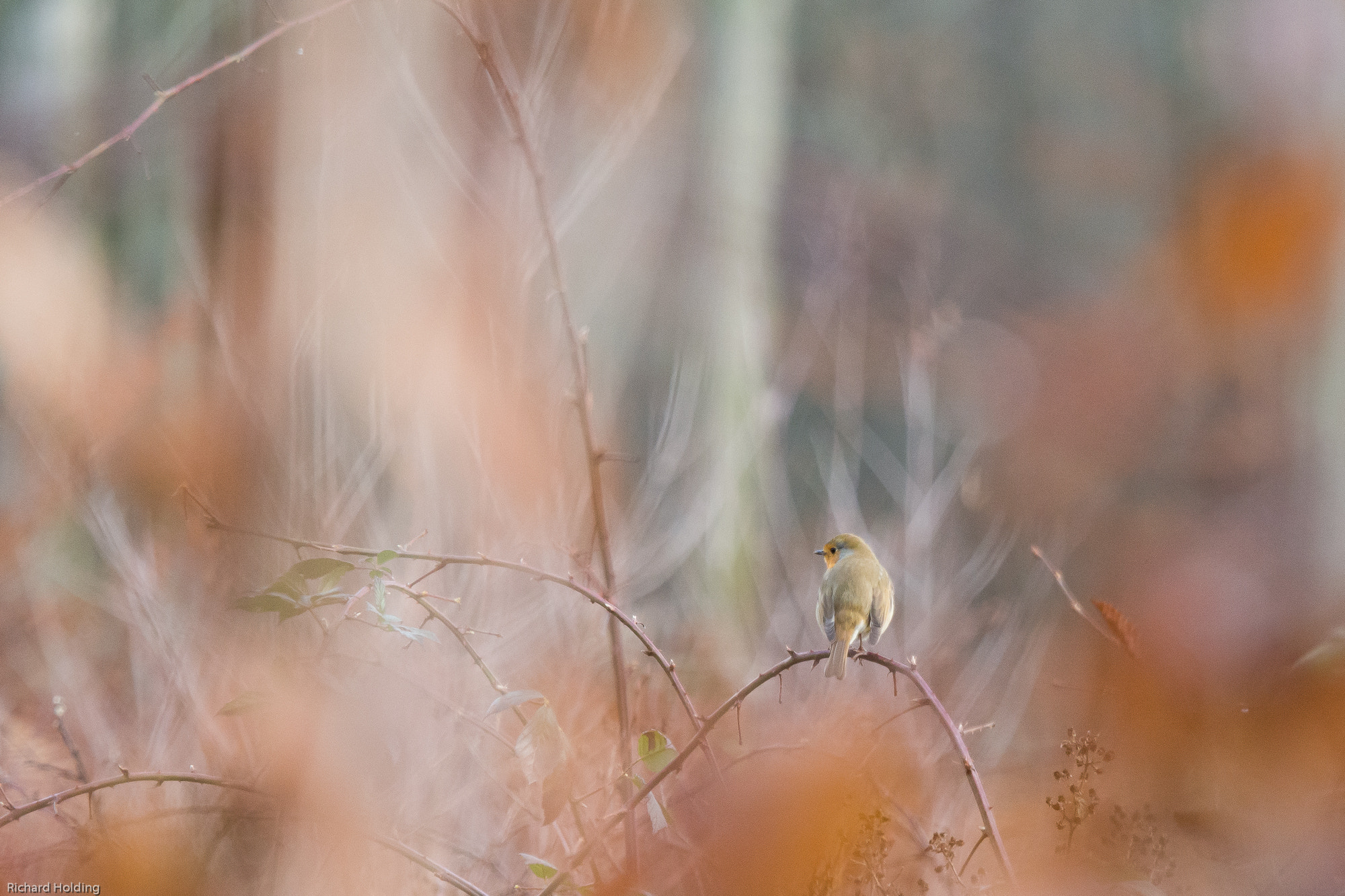 Olympus OM-D E-M10 + Olympus M.Zuiko Digital ED 40-150mm F2.8 Pro sample photo. Robin in orange bokeh photography