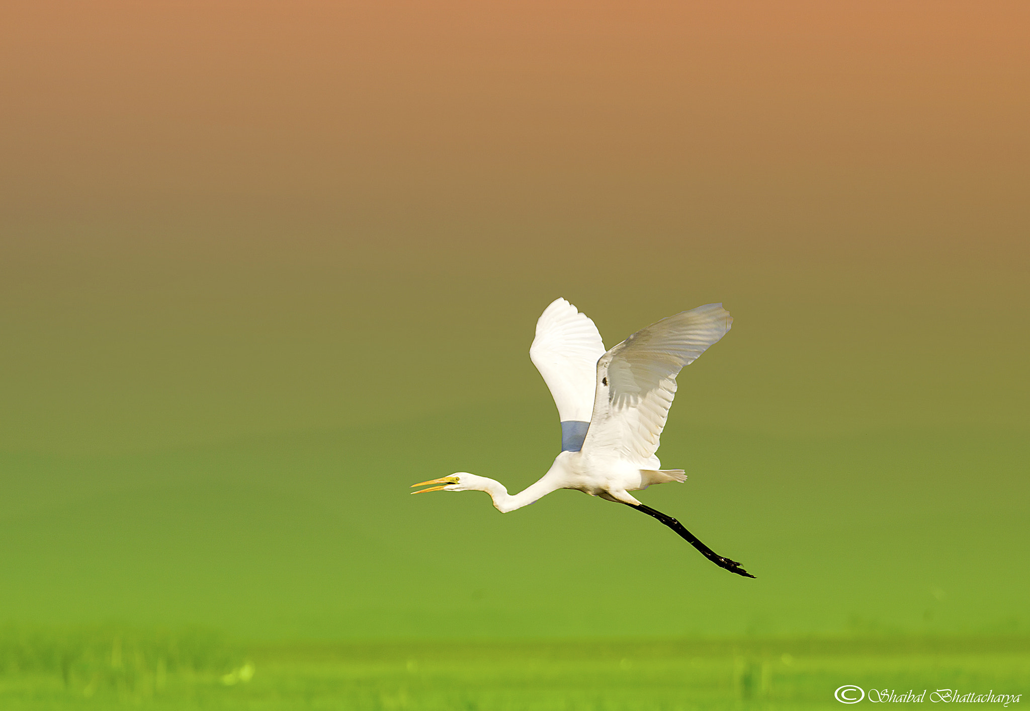 Canon EOS 50D + Canon EF 70-200mm F4L USM sample photo. Egret flies towards absolute freedom photography