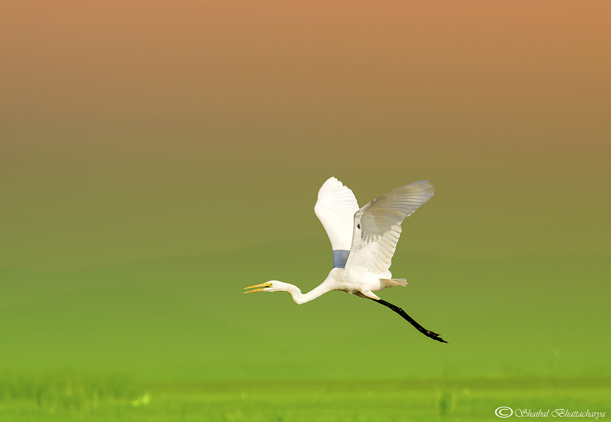 Canon EF 70-200mm F4L USM sample photo. Egret flies towards absolute freedom photography