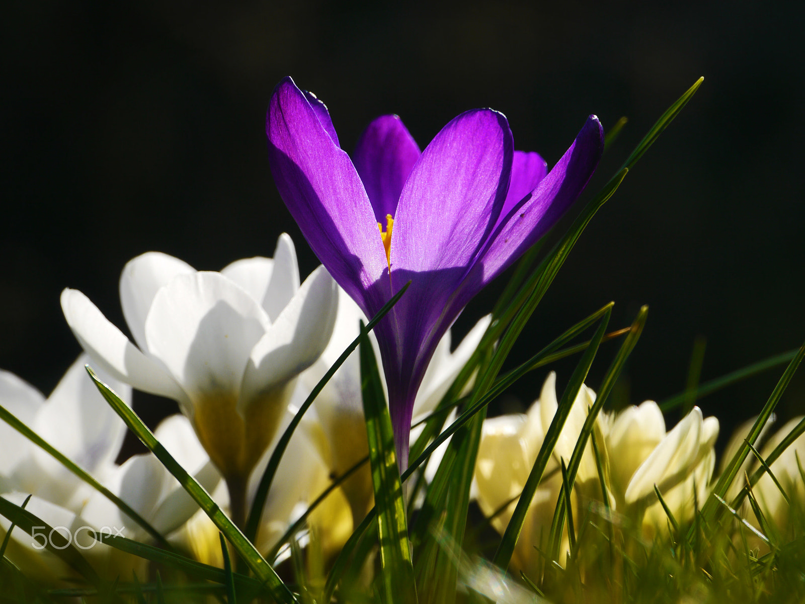 Panasonic Lumix DMC-GH1 sample photo. Glowing flowers photography