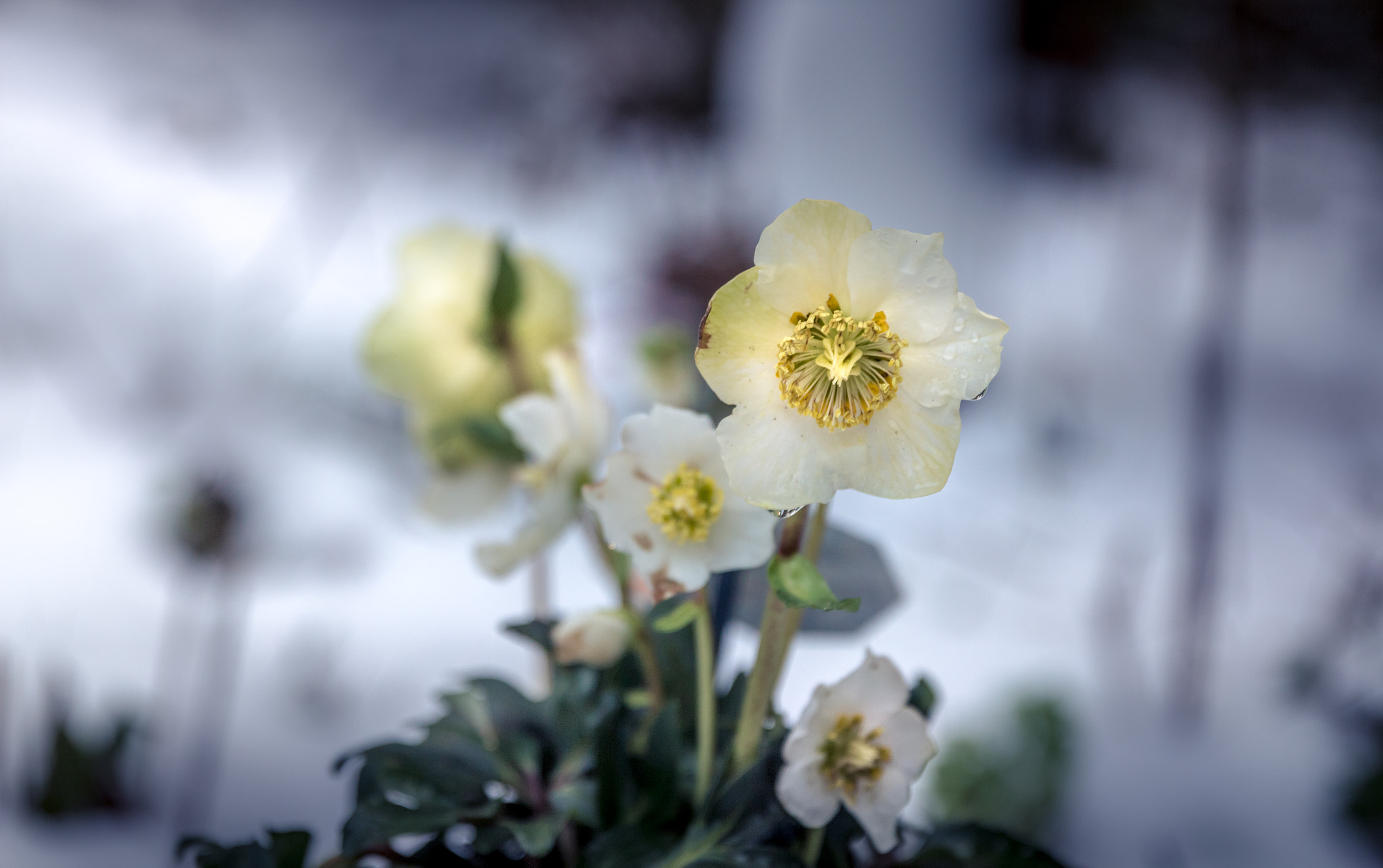 Canon EF 24-70mm F2.8L II USM sample photo. Winterbloom photography