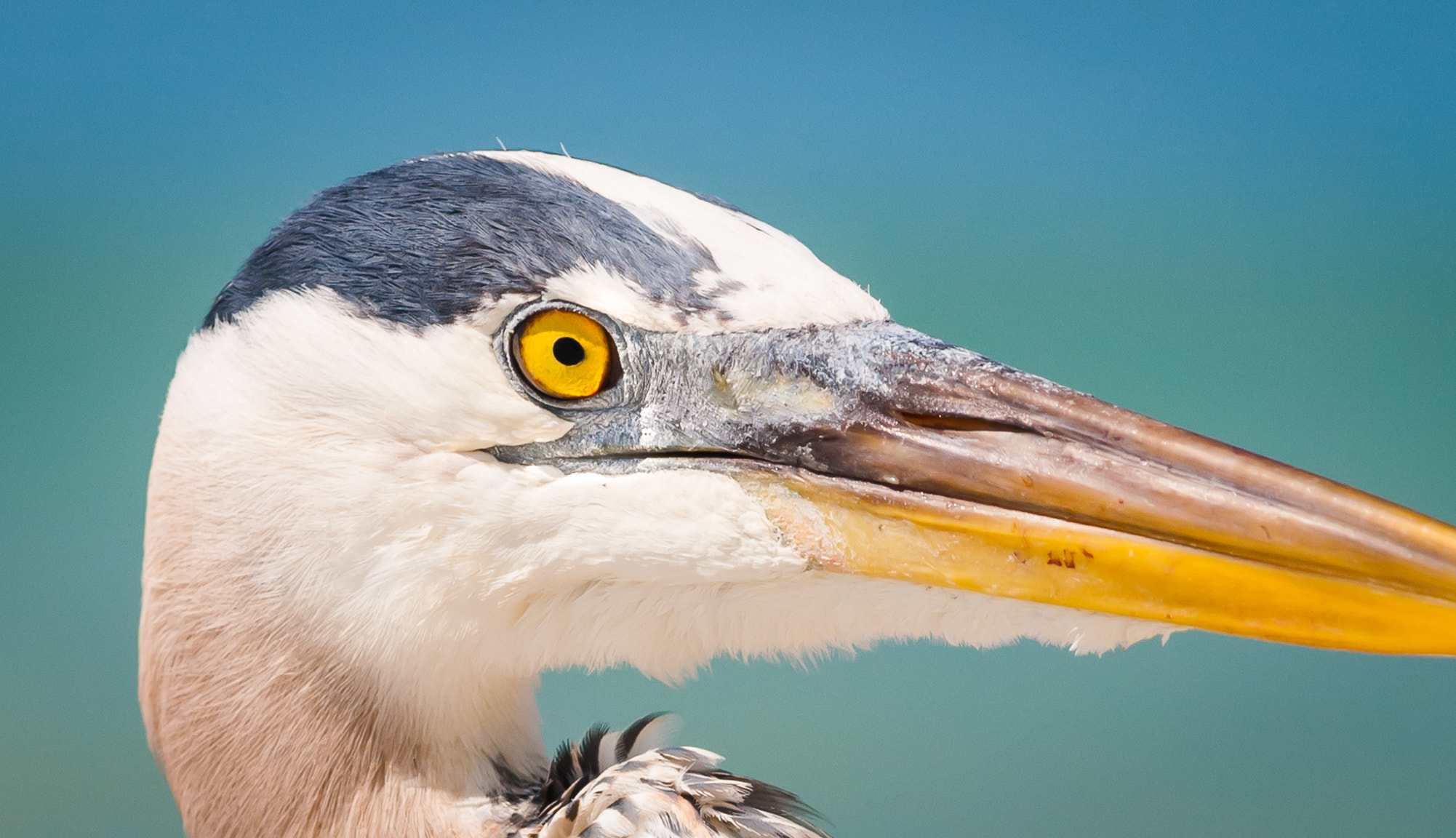Nikon AF-Nikkor 80-200mm F2.8D ED sample photo