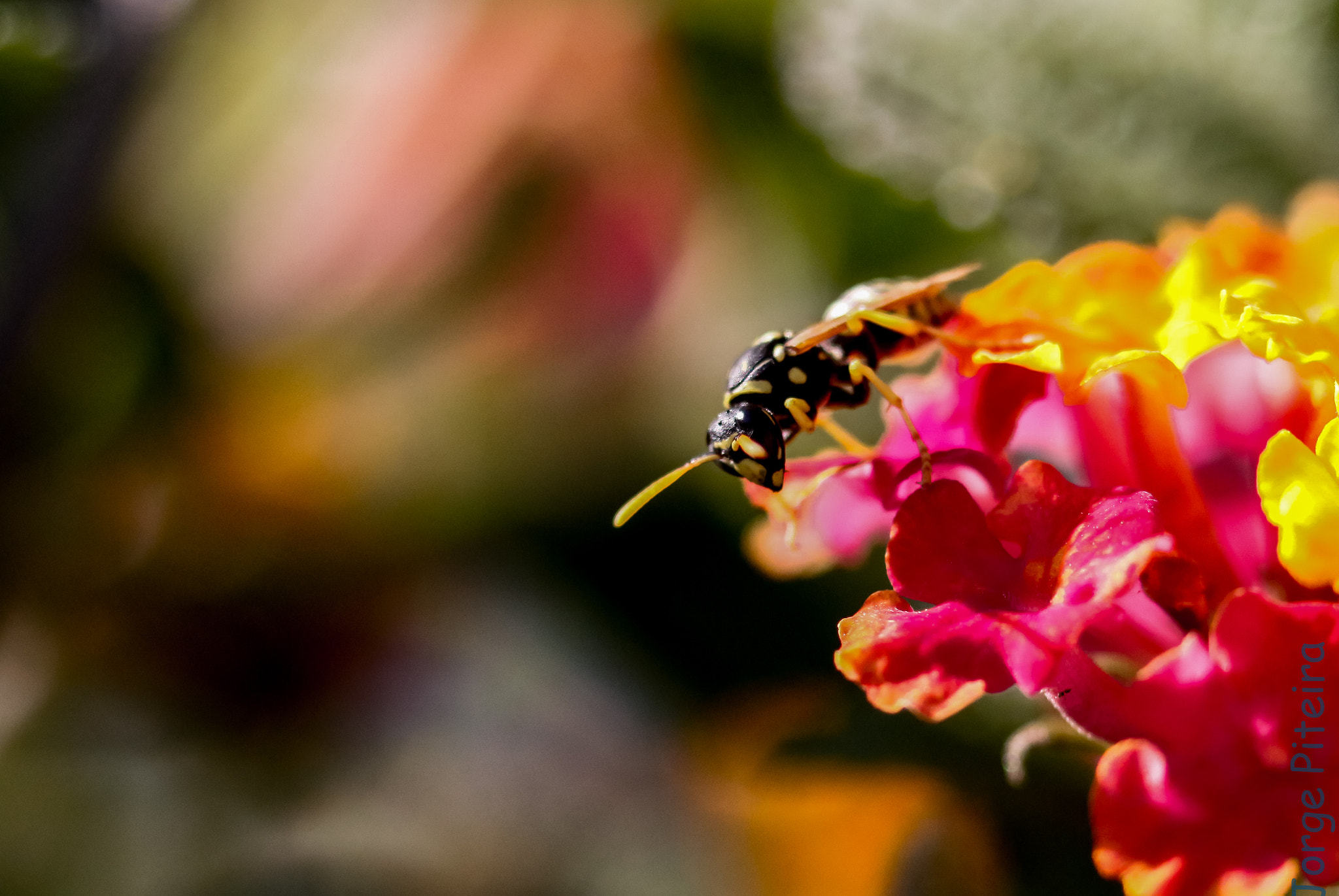 Sigma 70-300mm F4-5.6 APO DG Macro sample photo. Wasp photography