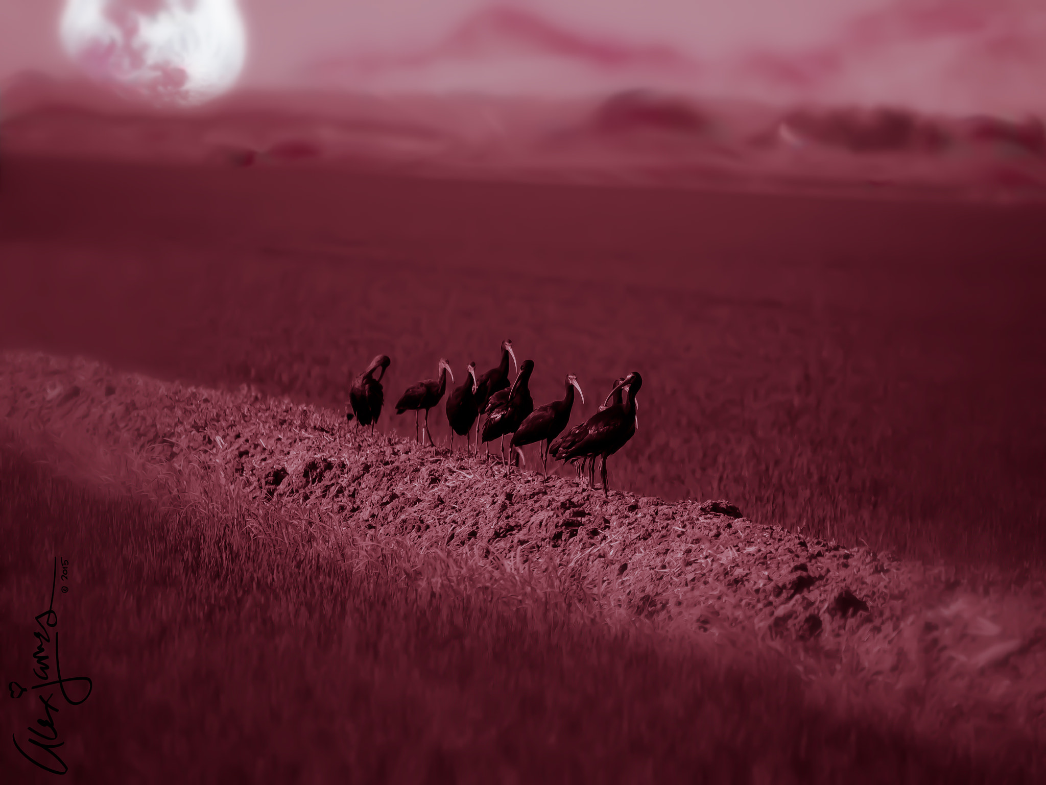 Panasonic Lumix DMC-GX7 sample photo. "the ibis affair" photography