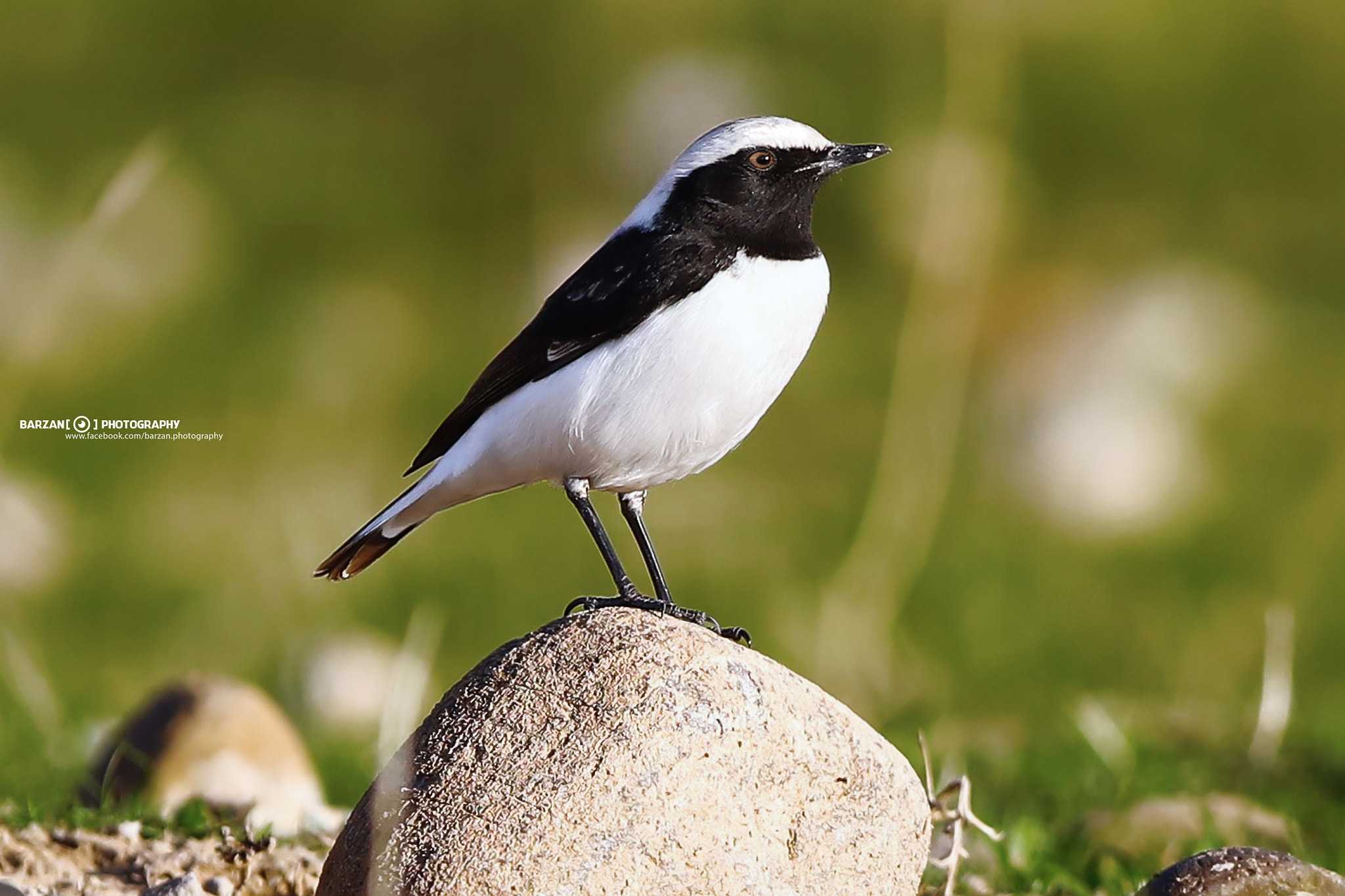 Canon EF 300mm F2.8L IS USM sample photo. 4s6a1987.jpg photography