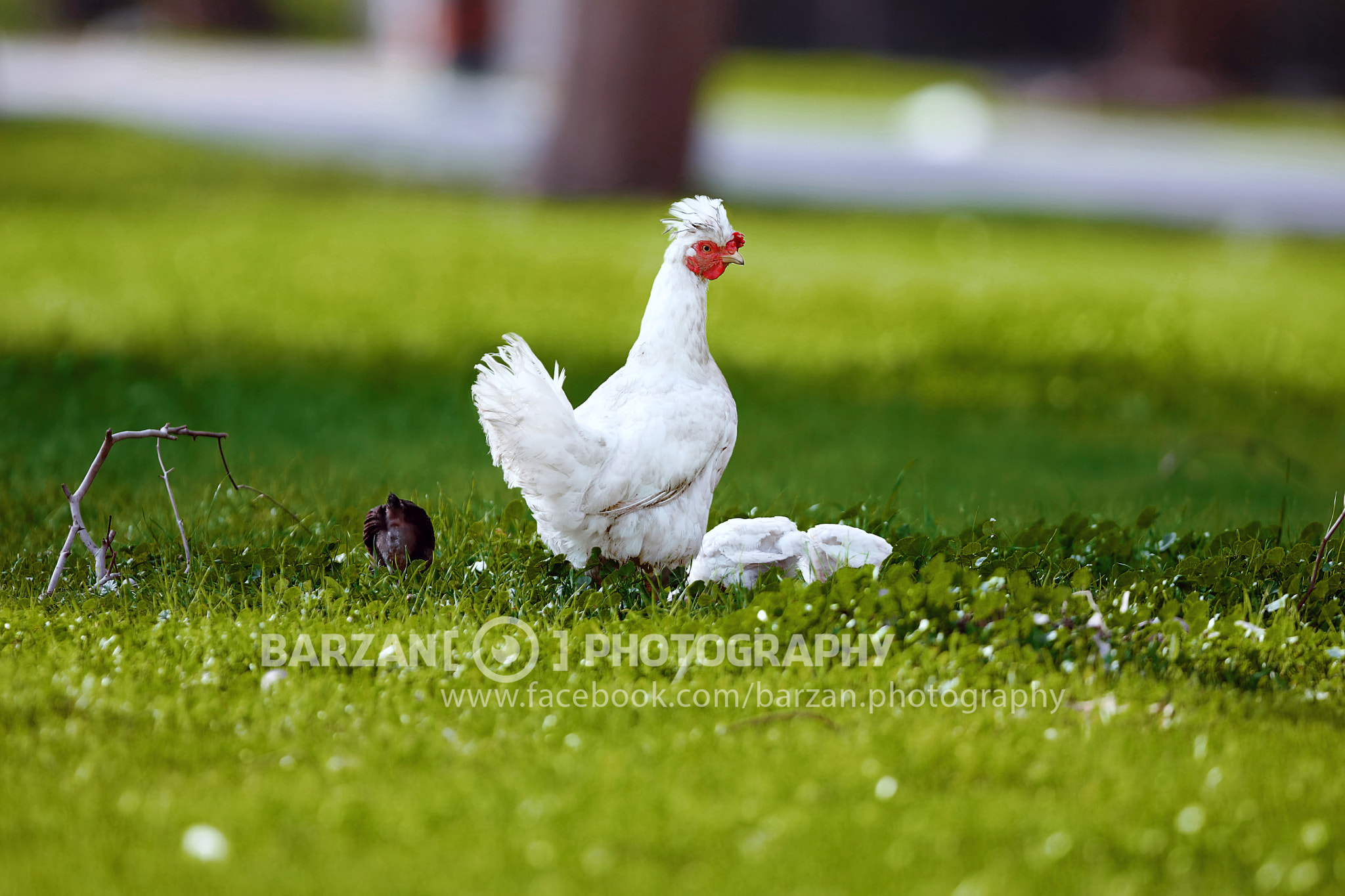 Canon EF 300mm F2.8L IS USM sample photo. 4s6a1271.jpg photography