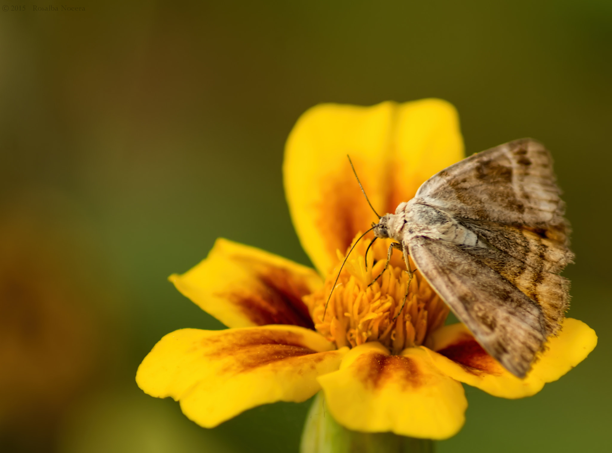 Sony SLT-A58 + Tamron SP 24-70mm F2.8 Di VC USD sample photo. Butterfly on flower photography