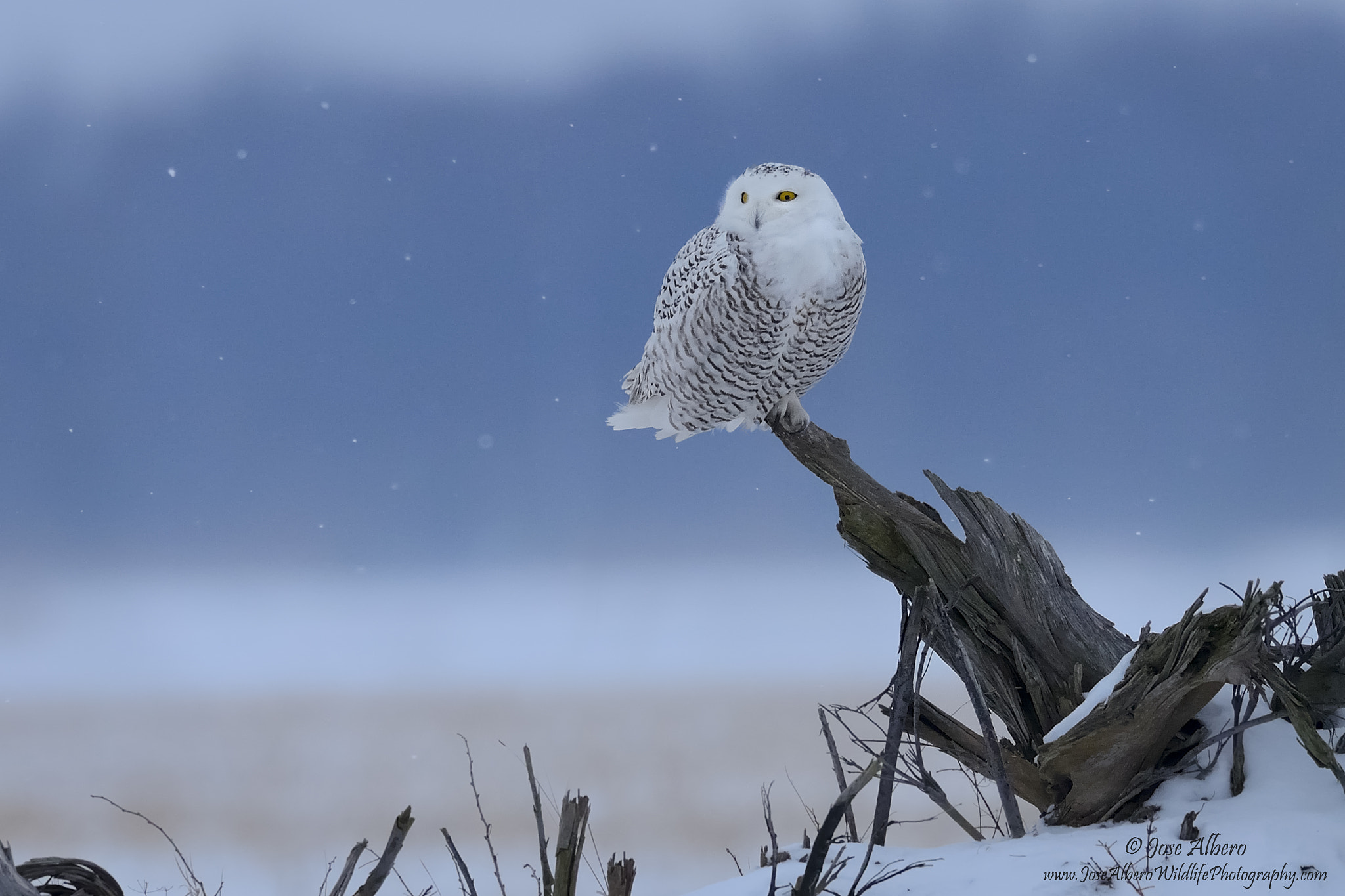 Nikon AF-S Nikkor 500mm F4D ED-IF II sample photo. Counting snowflakes photography