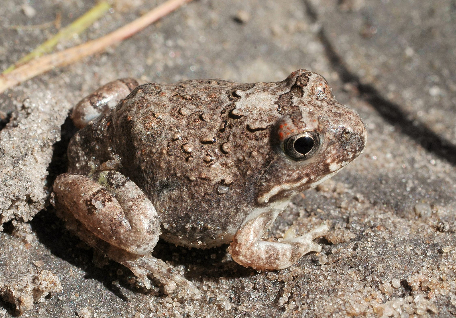 Nikon D70 + Sigma 50mm F2.8 EX DG Macro sample photo. Rain frog at savuti botswana photography