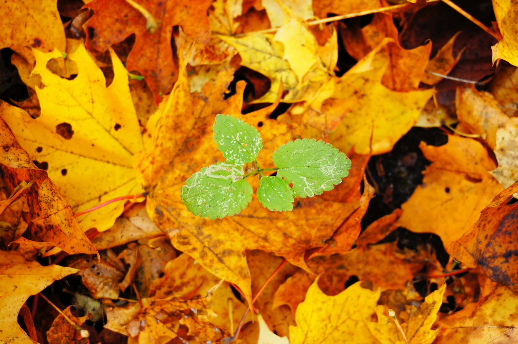 Sony Alpha NEX-5N + Sony E 16-50mm F3.5-5.6 PZ OSS sample photo. Green plant growing between many autumn leaves photography