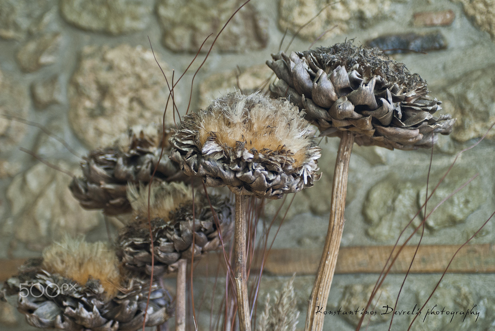 Nikon AF-S Nikkor 28-70mm F2.8 ED-IF sample photo. Klairy's flowers ... photography