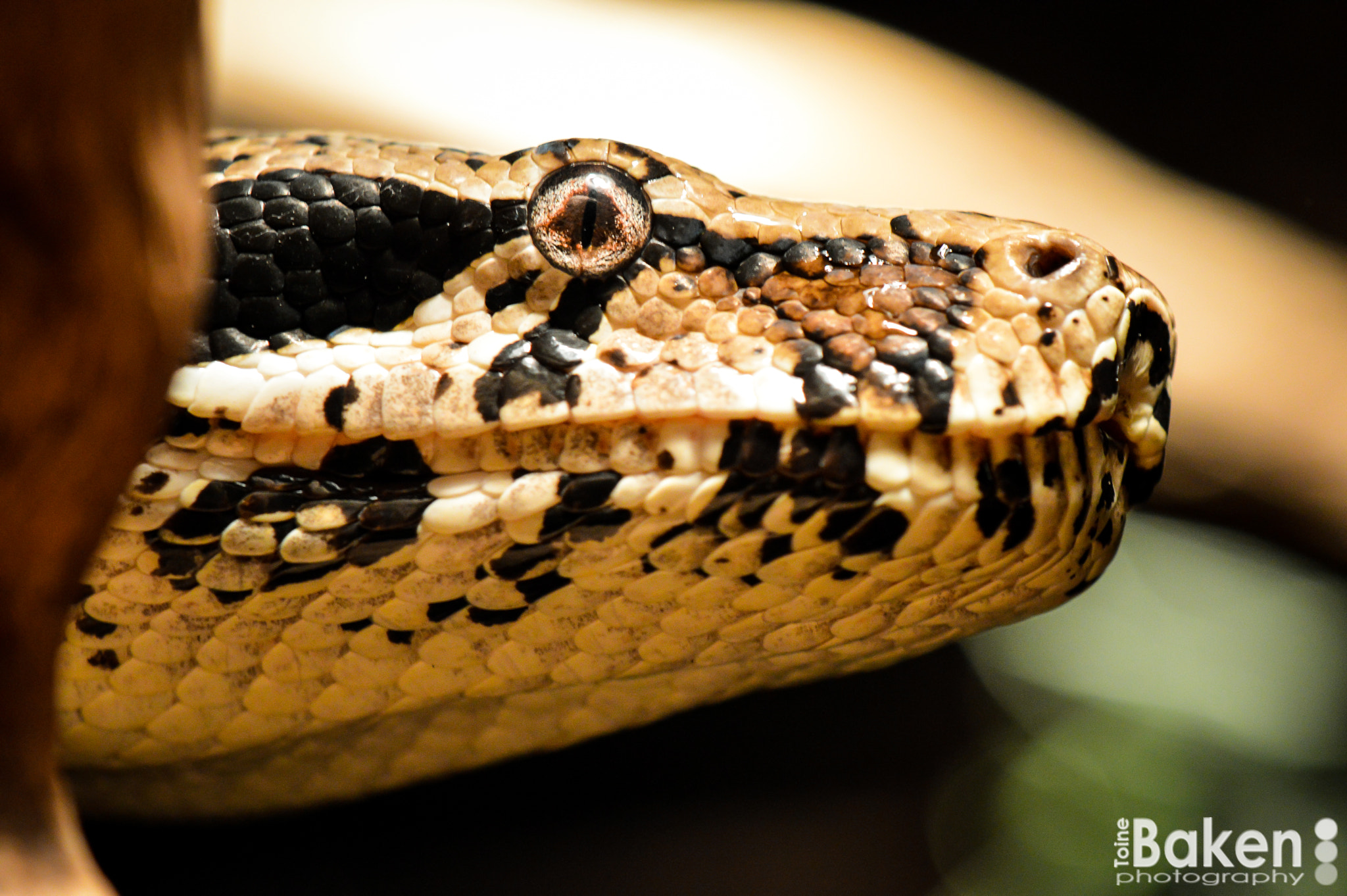 Nikon AF-S DX Micro-Nikkor 85mm F3.5G ED VR sample photo. Boa constrictor photography