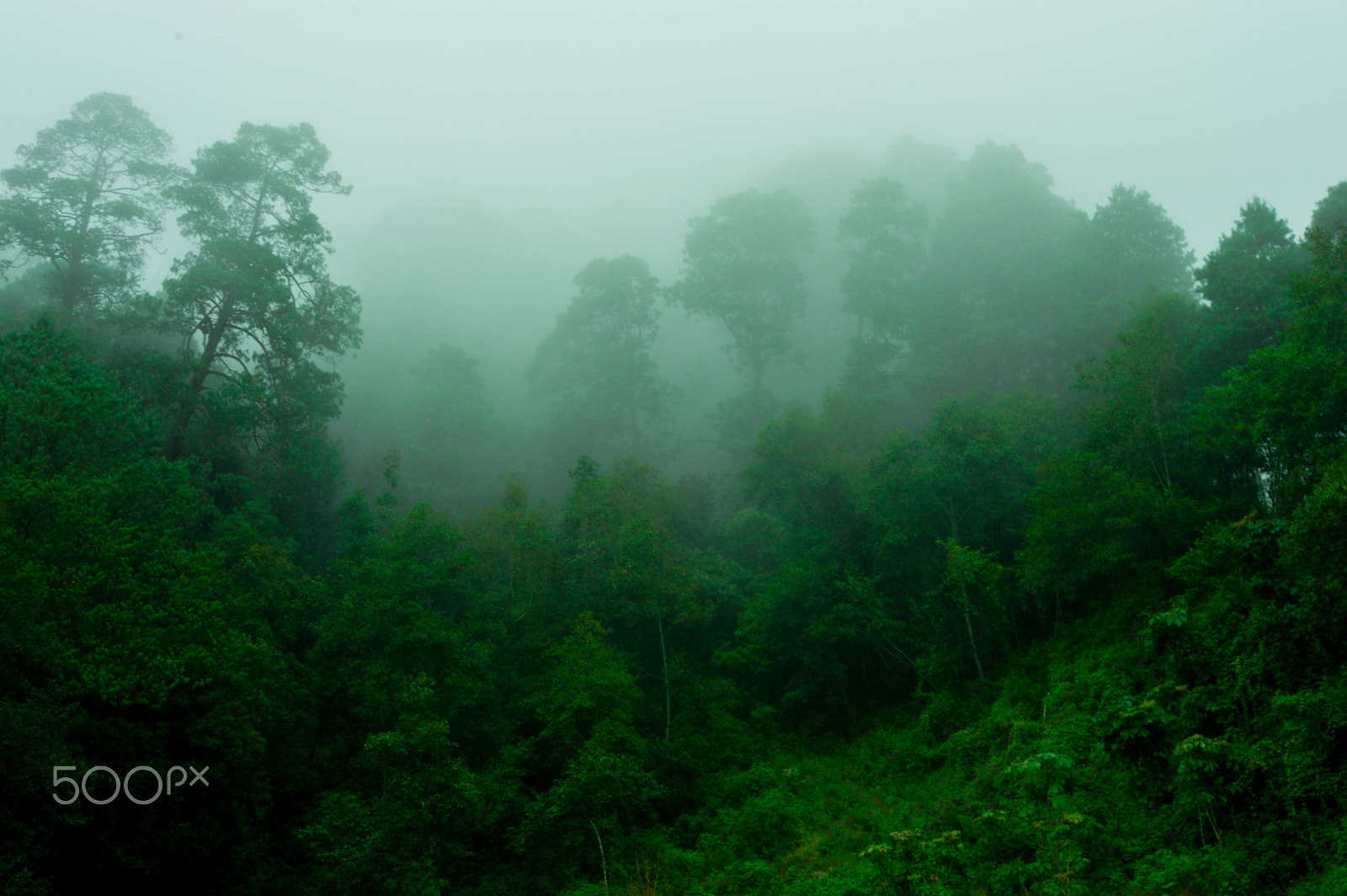 AF Zoom-Nikkor 28-80mm f/3.3-5.6G sample photo. Fog in the forest photography