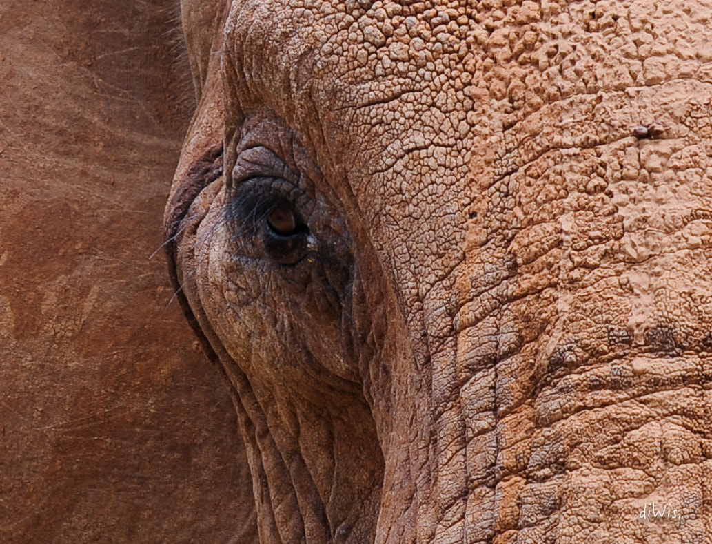 Sigma 150-600mm F5-6.3 DG OS HSM | S sample photo. Eye in eye photography